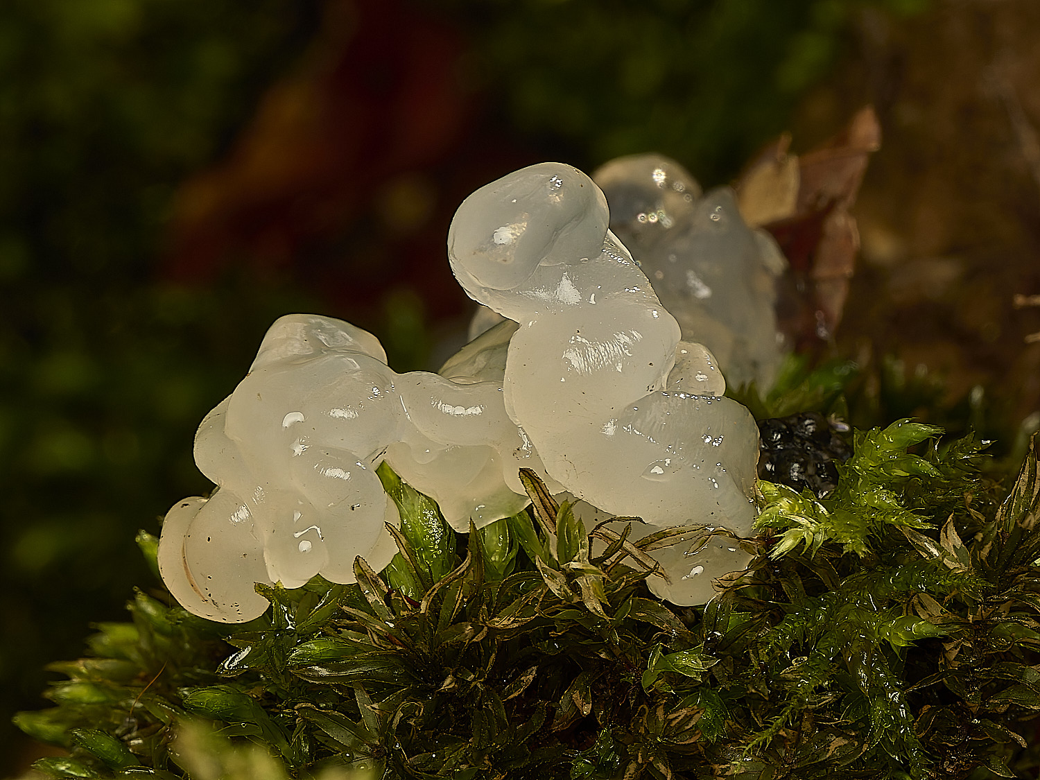 FelbriggBrain160226-1