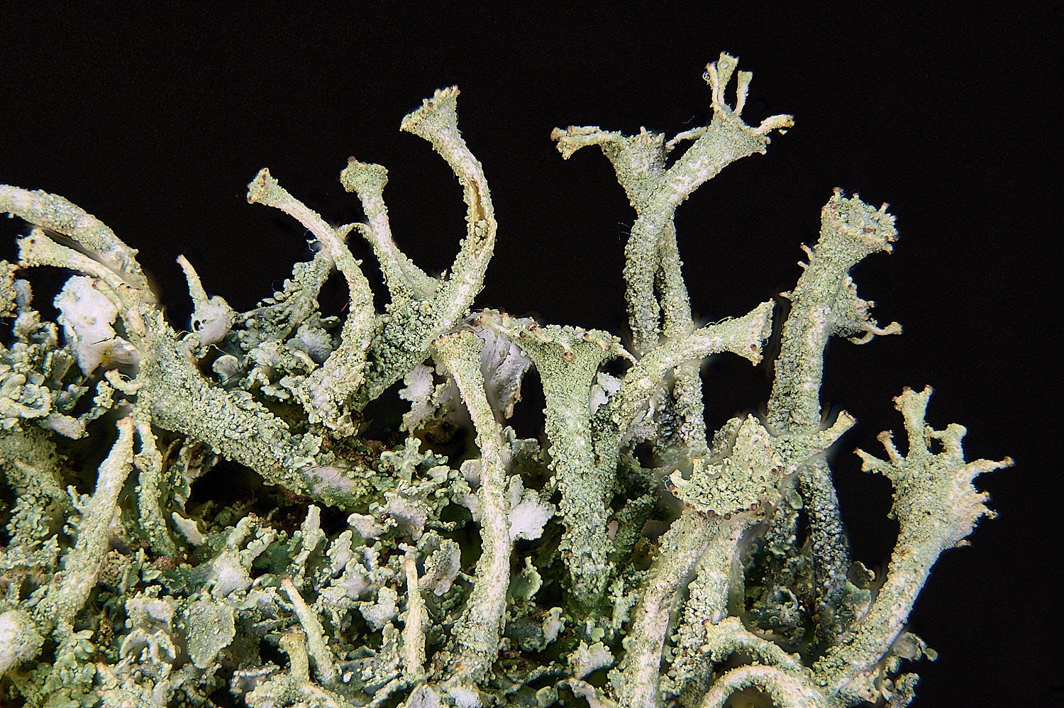 FelbriggCladoniaochrochlora280126-2 1