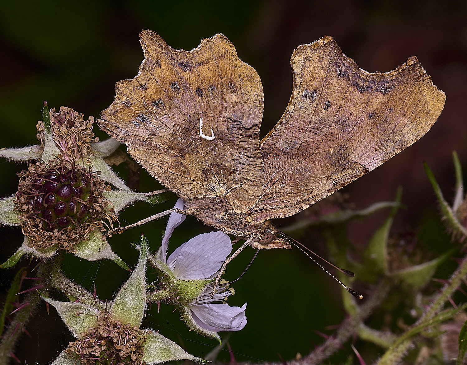 FelbriggComma090726-1