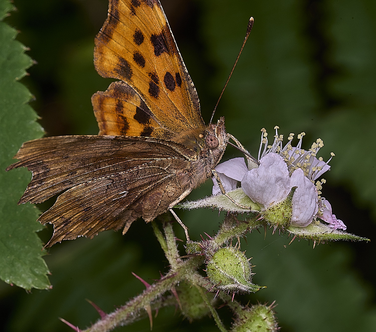 FelbriggComma090726-2