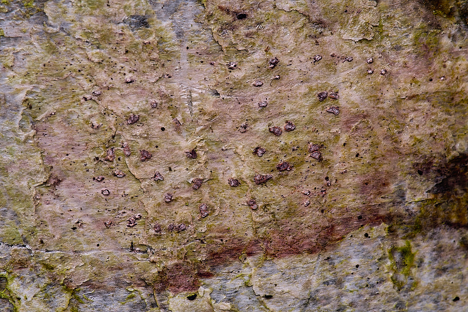 FelbriggConiocarponcinnabarinum210226-1