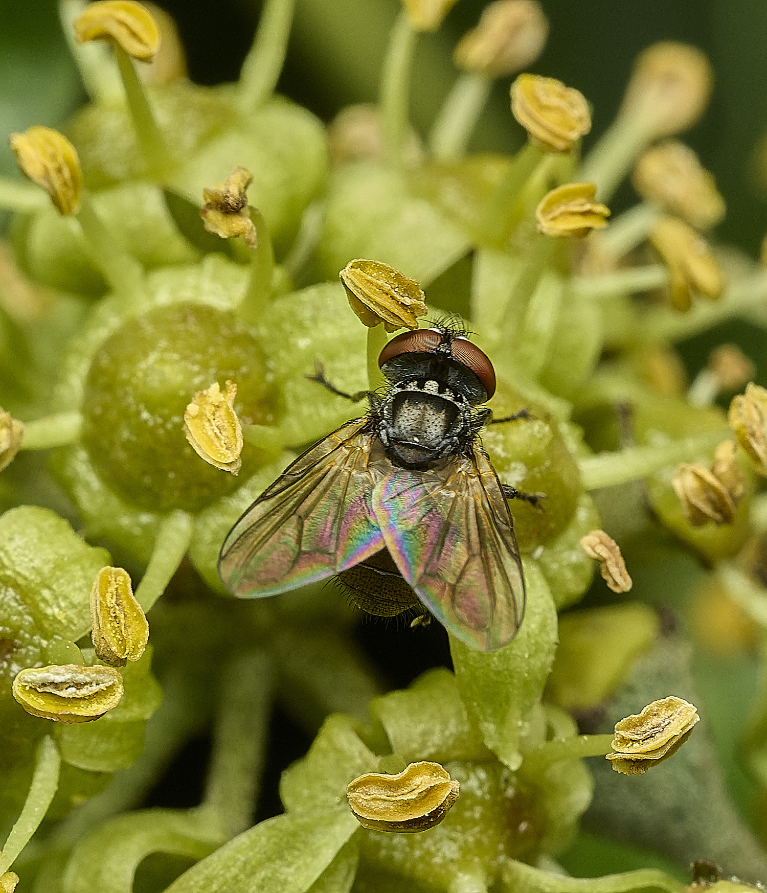 FelbriggFlySp270926-2