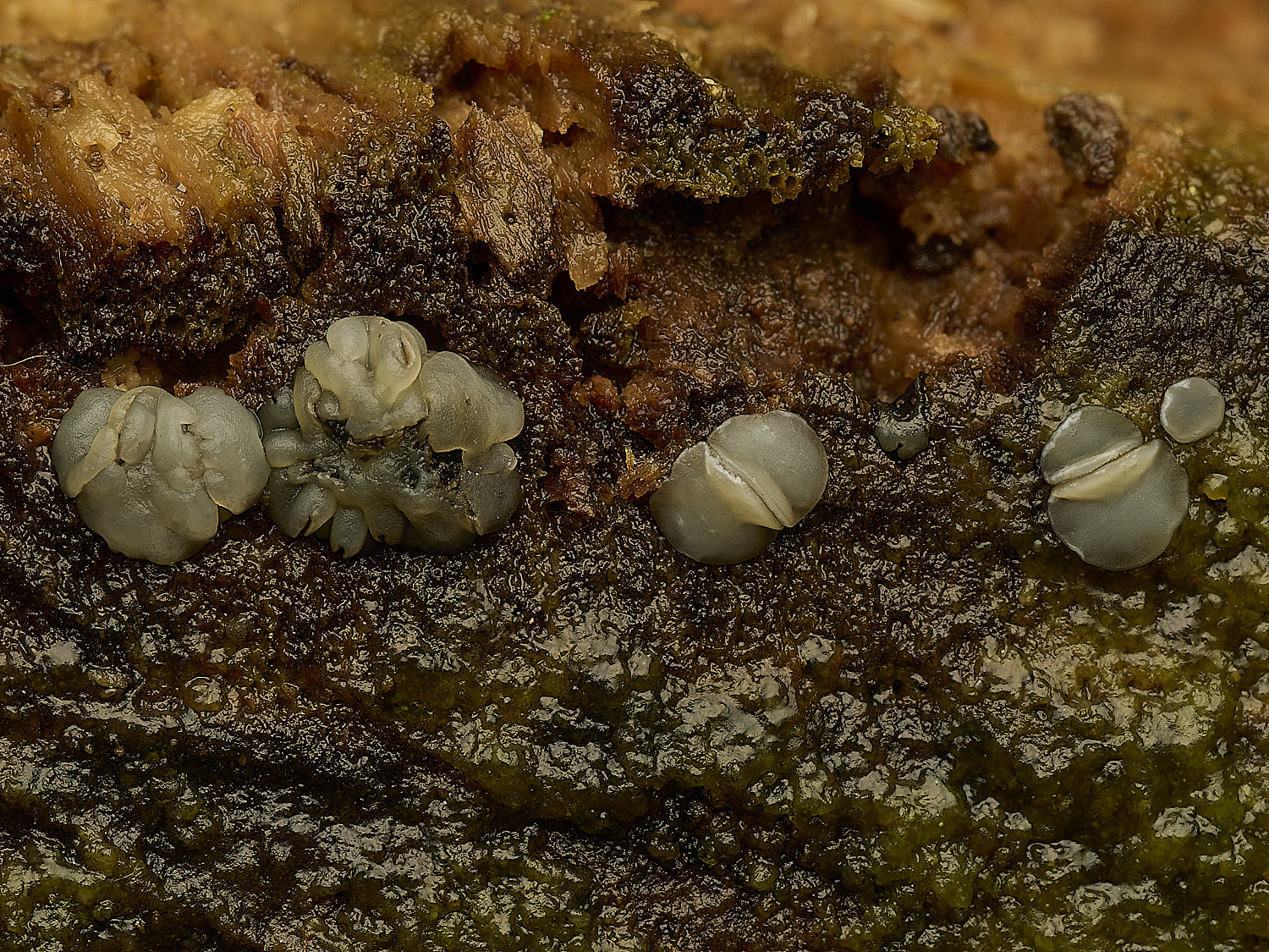 FelbriggFugus160226-1