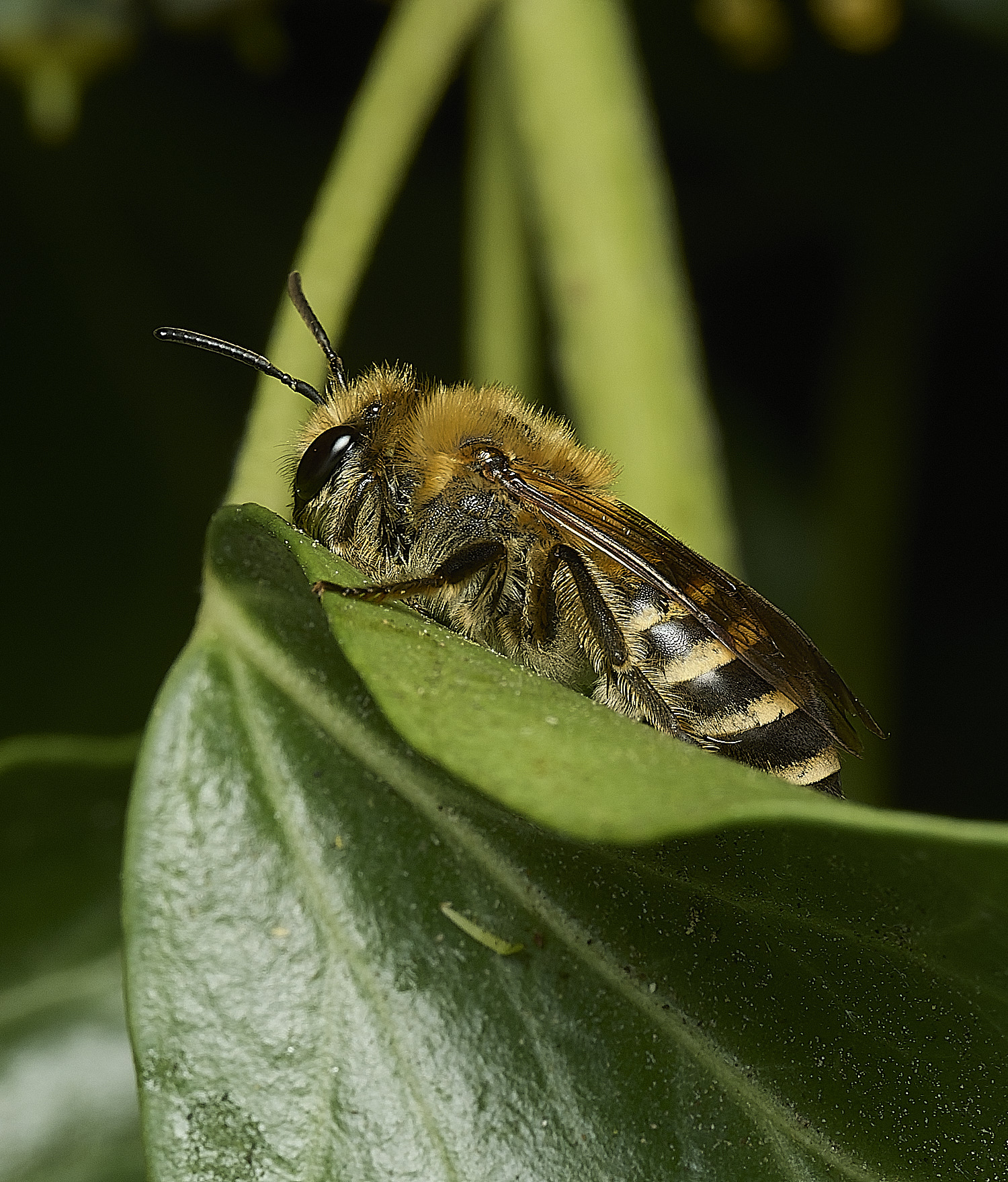 FelbriggIvyBee270926-4