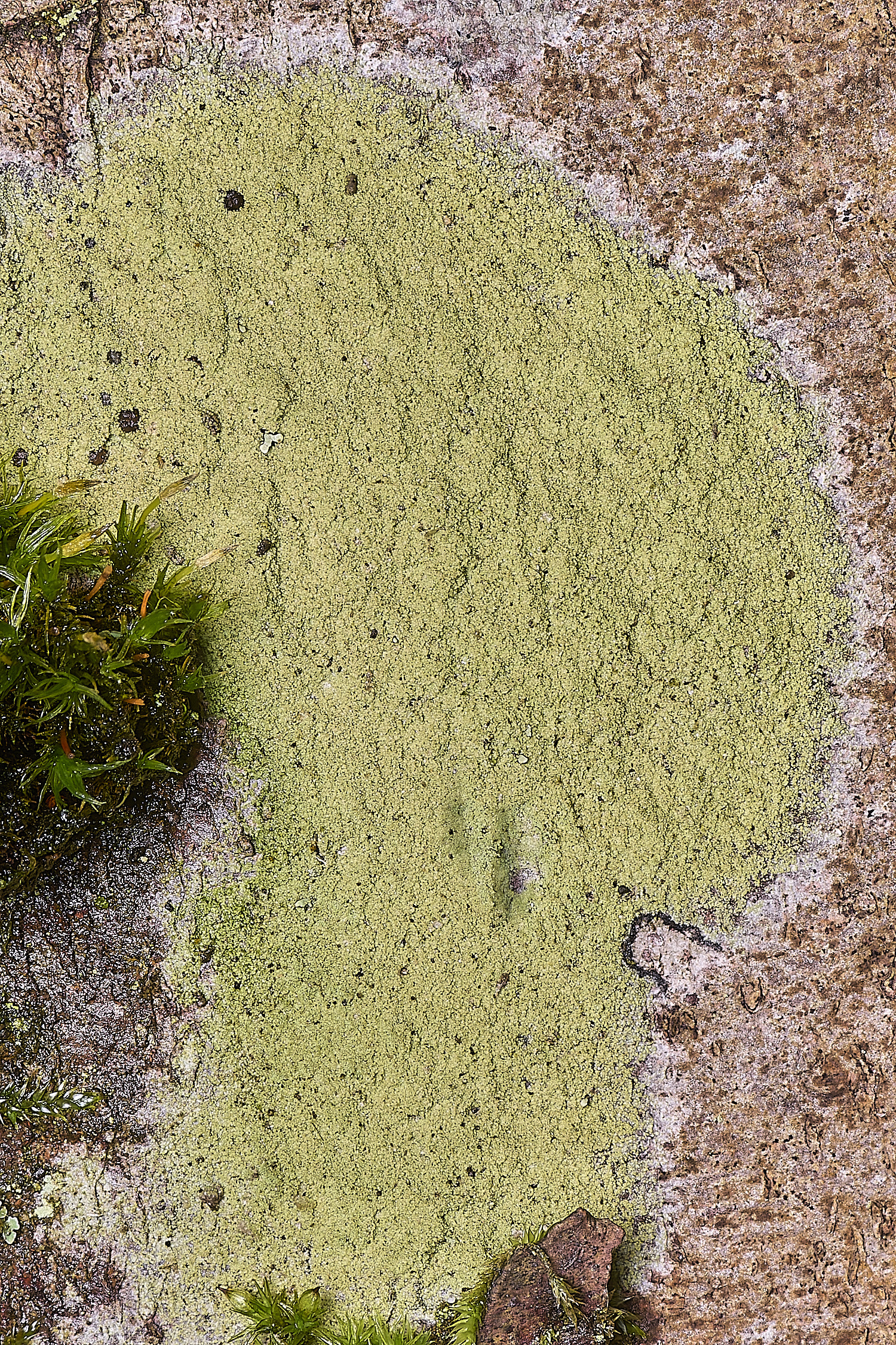 FelbriggLepraria210226-1