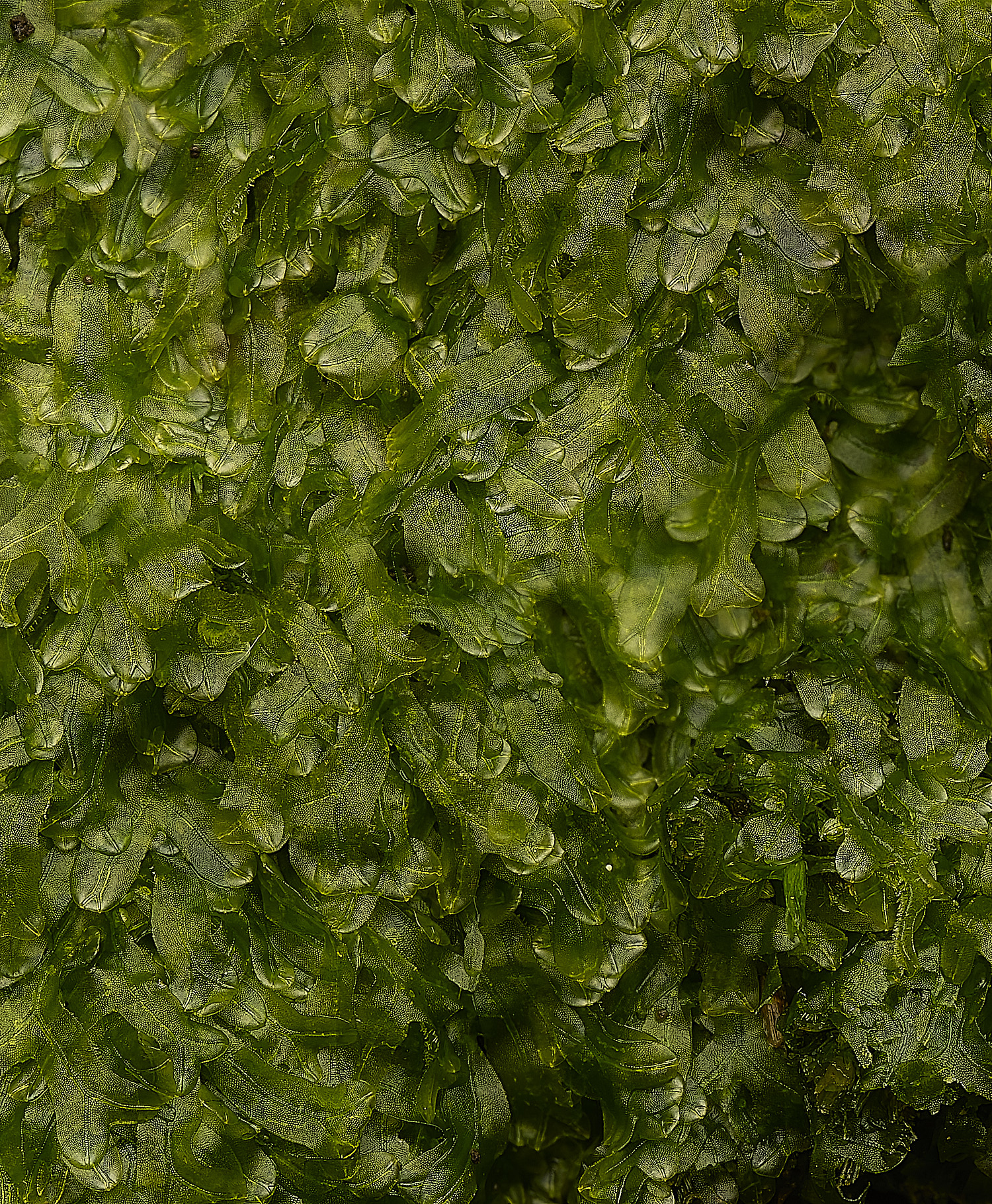 FelbriggMfurcata160226-1