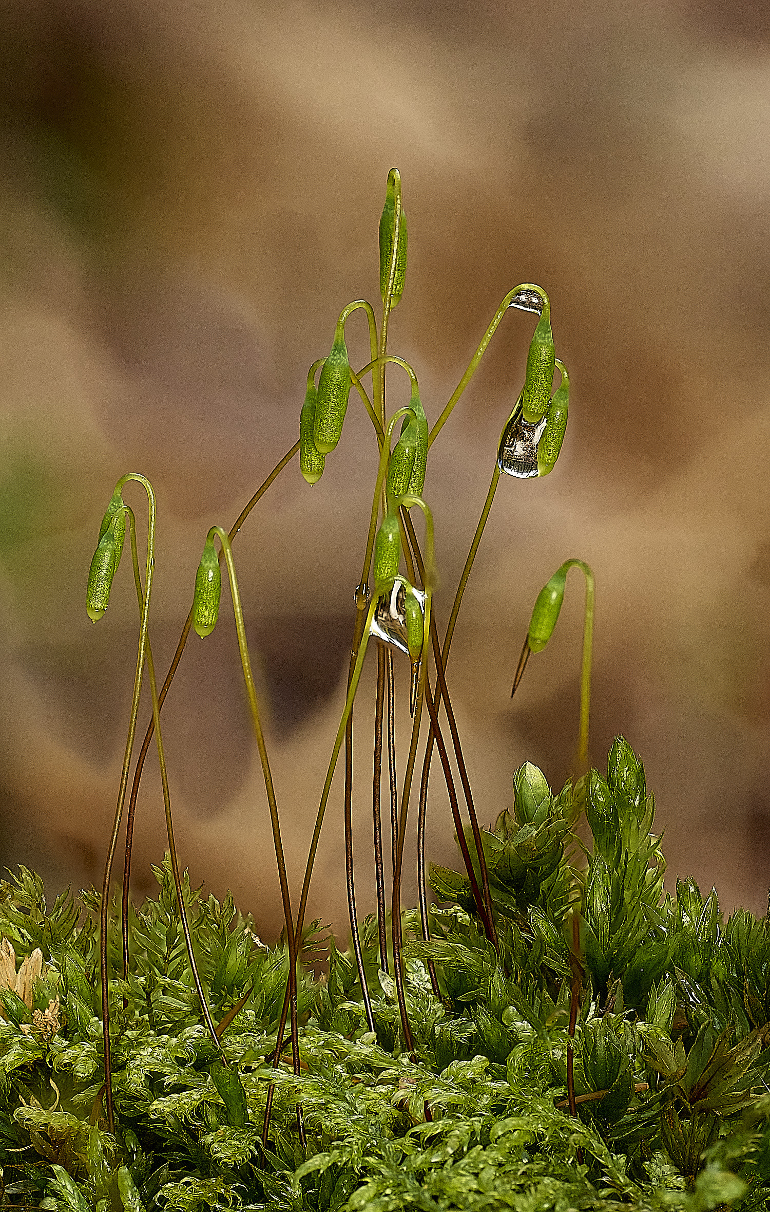 FelbriggMniumhornum160226-1