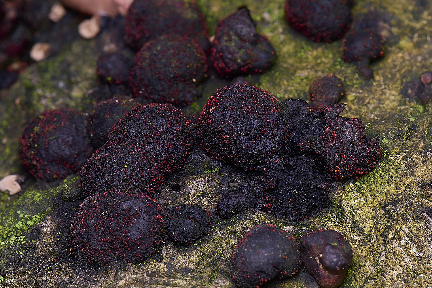 FelbriggNectriaFelbrigg210226-4