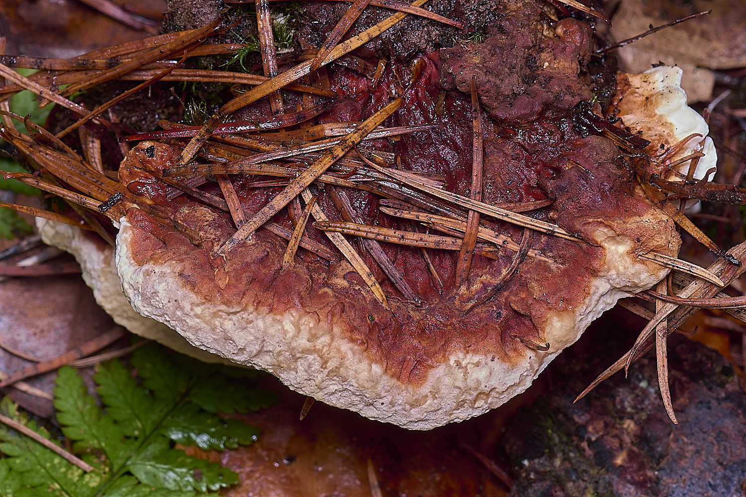 FelbriggRootRot210226-2