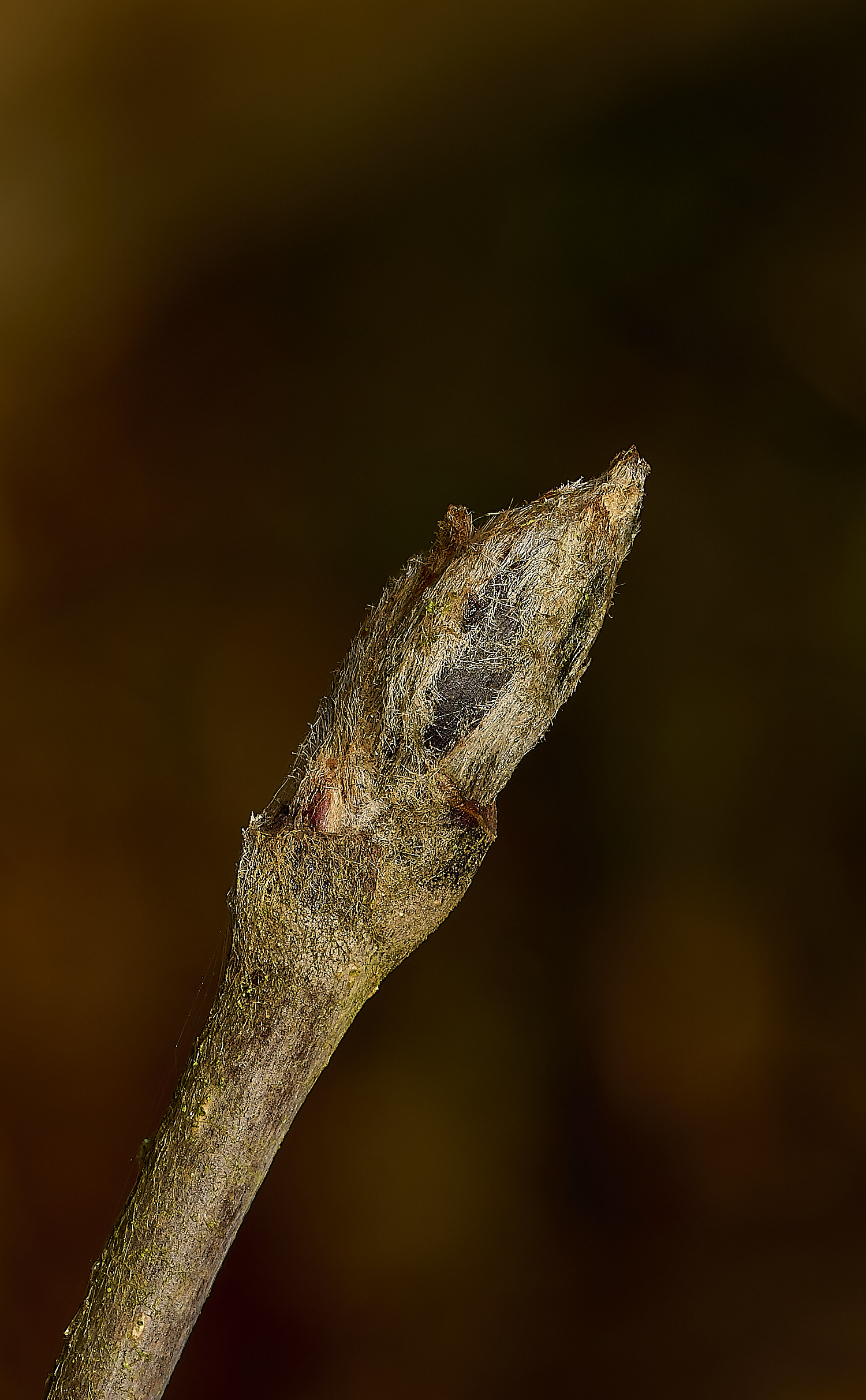 FelbriggRownBud160226-1