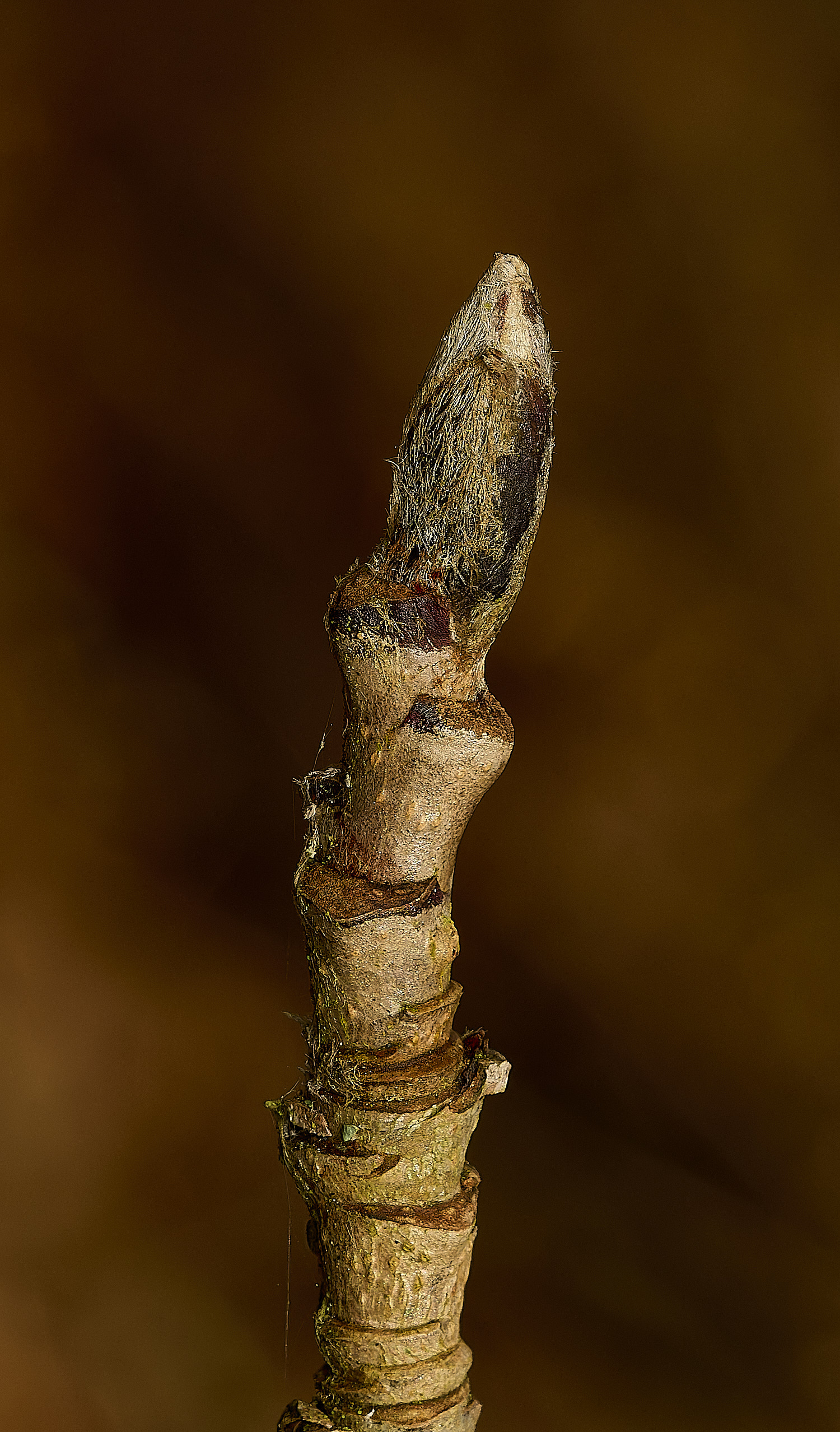 FelbriggRownBud160226-2