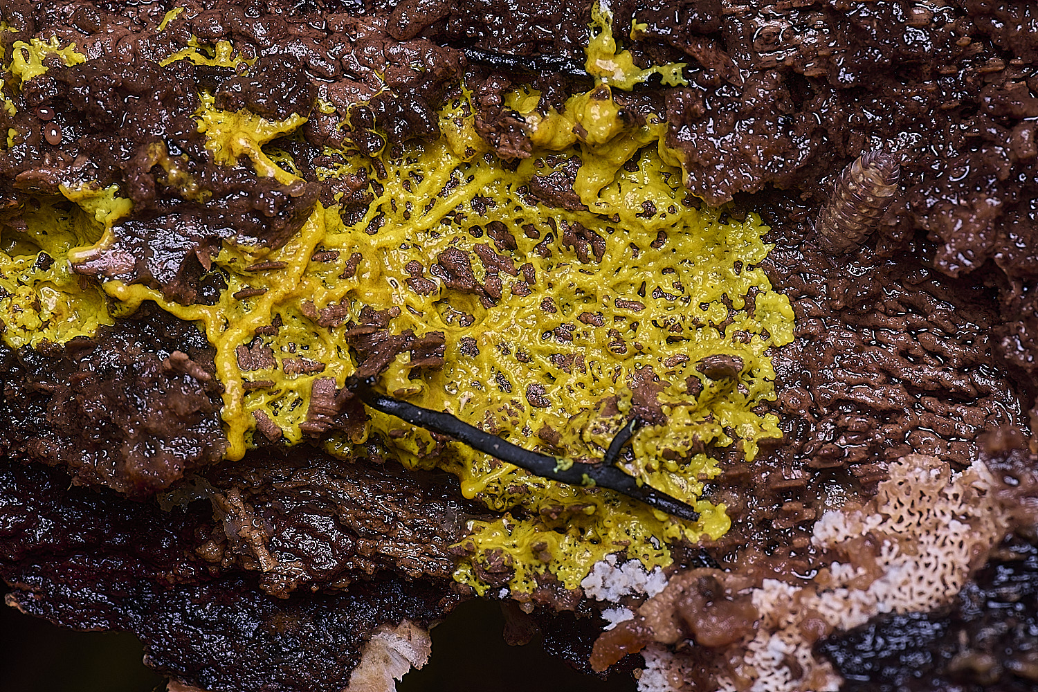 FelbriggSlimeMold3210226-1