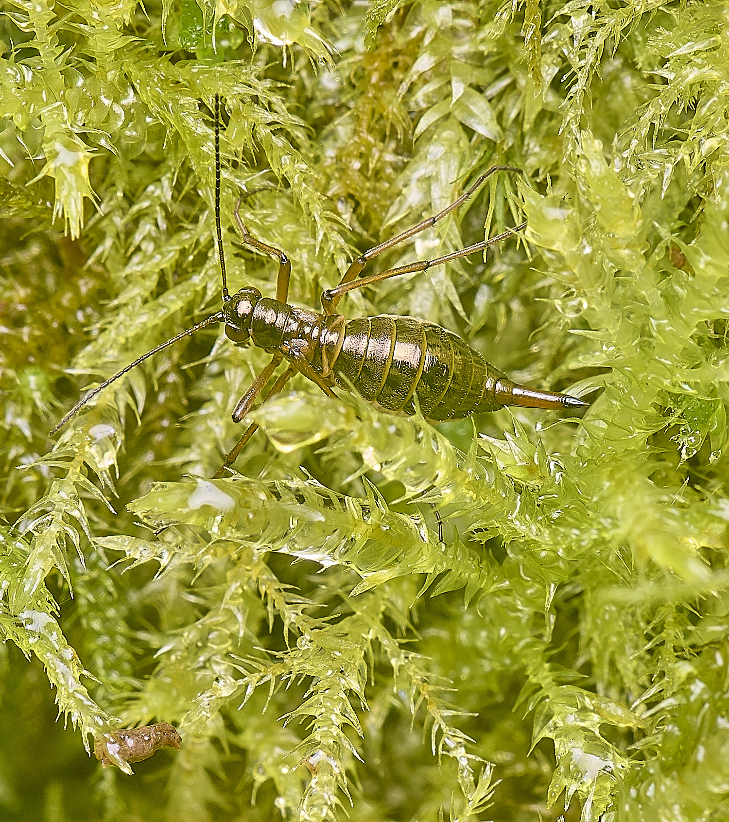 FelbriggSnowFlea210226-1