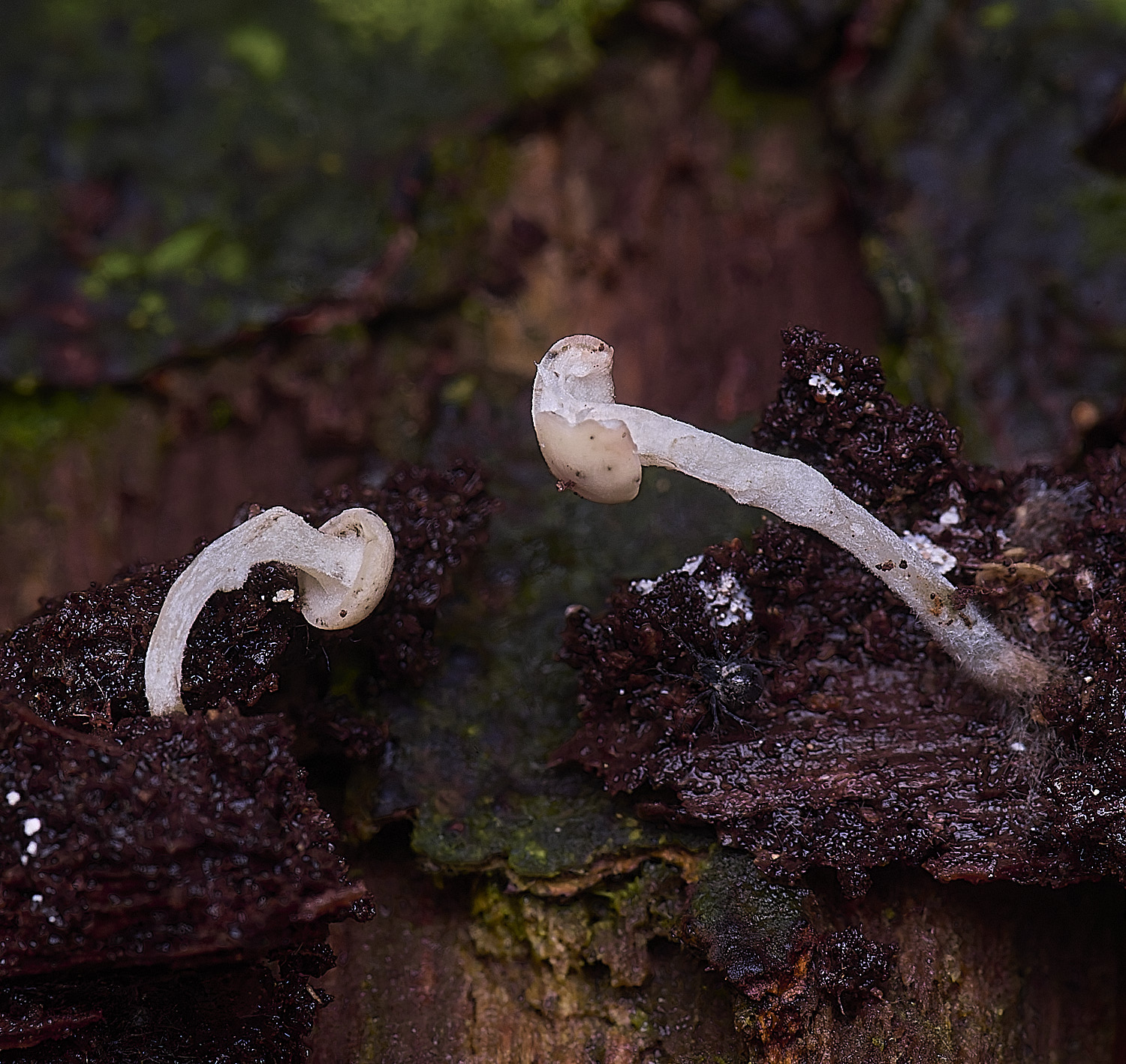 FelbriggSpringPin210226-2