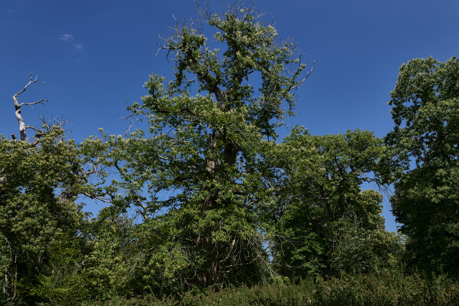 FelbriggSweetChestnut090726-2