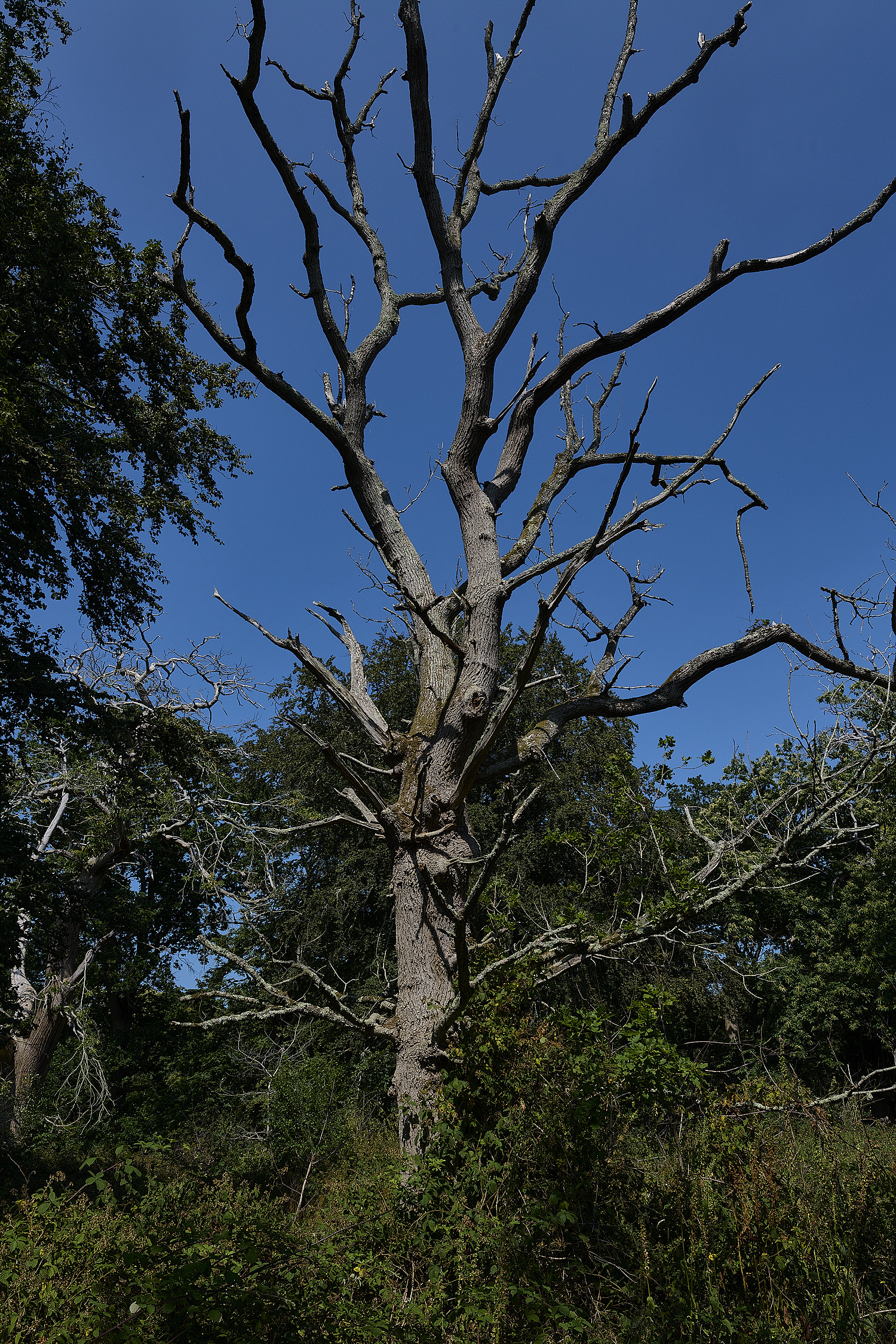 FelbriggSweetChestnut090726-6