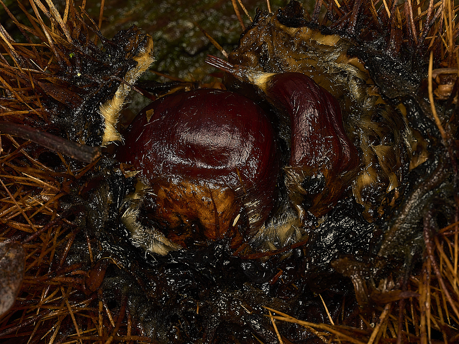 FelbriggSweetChestnut160226-1