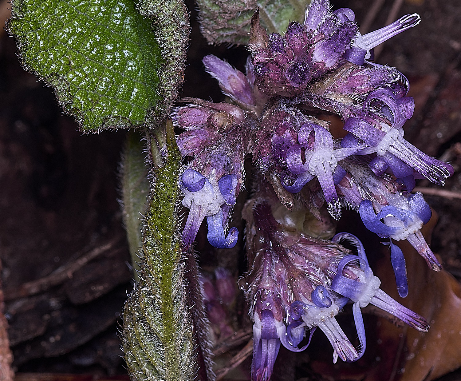 Felbriggtrachiospermumorientale210226-2