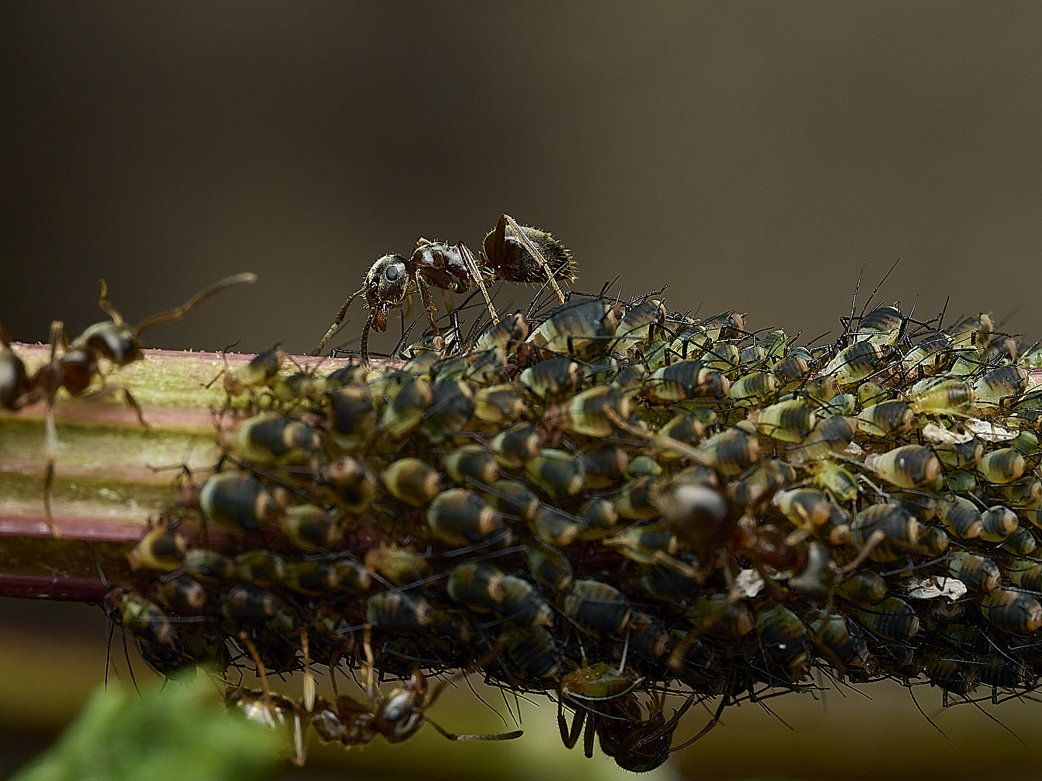 GressenhallTansyAphid080826-1