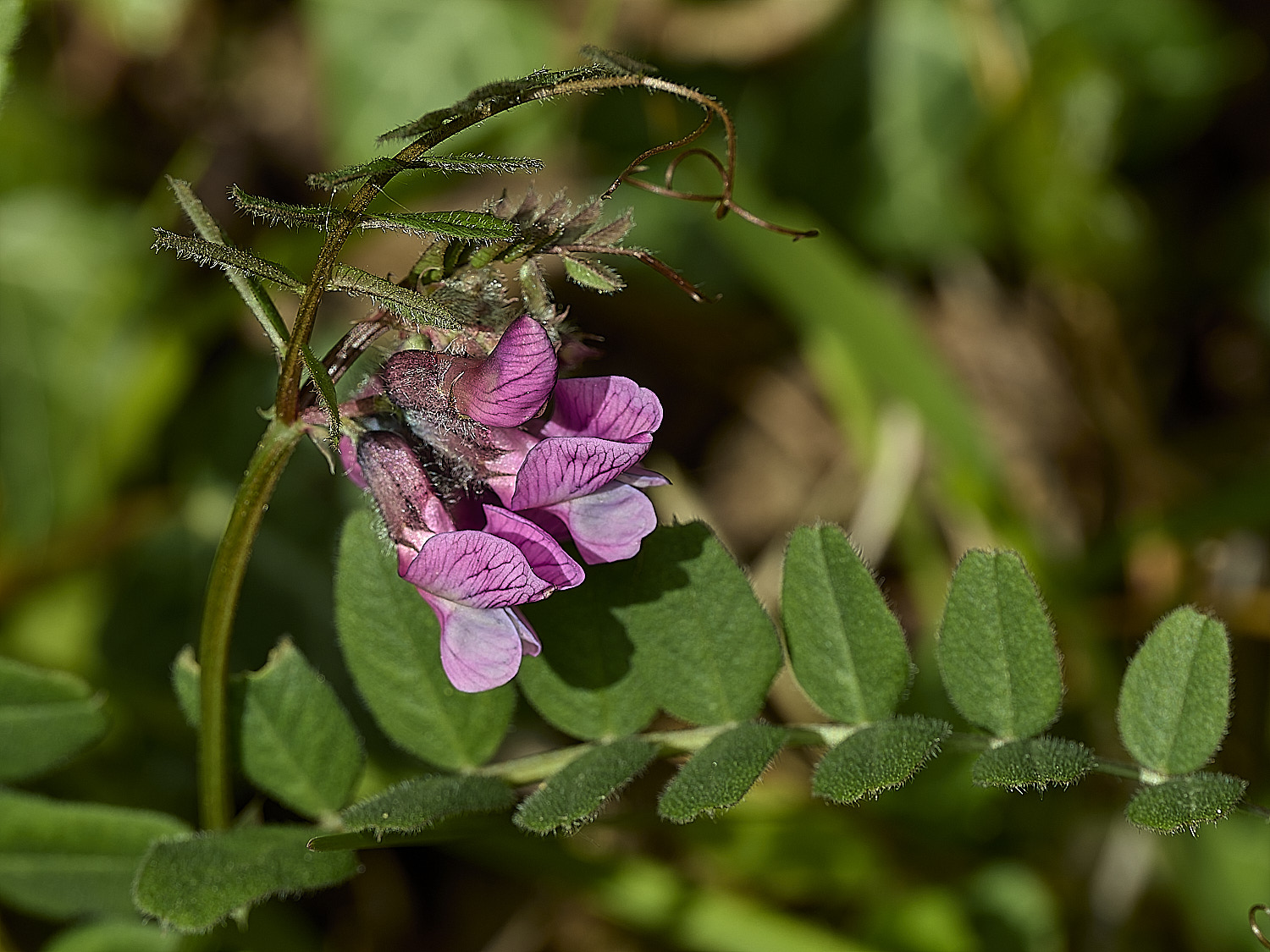 GuestwickBushVetch010526-2