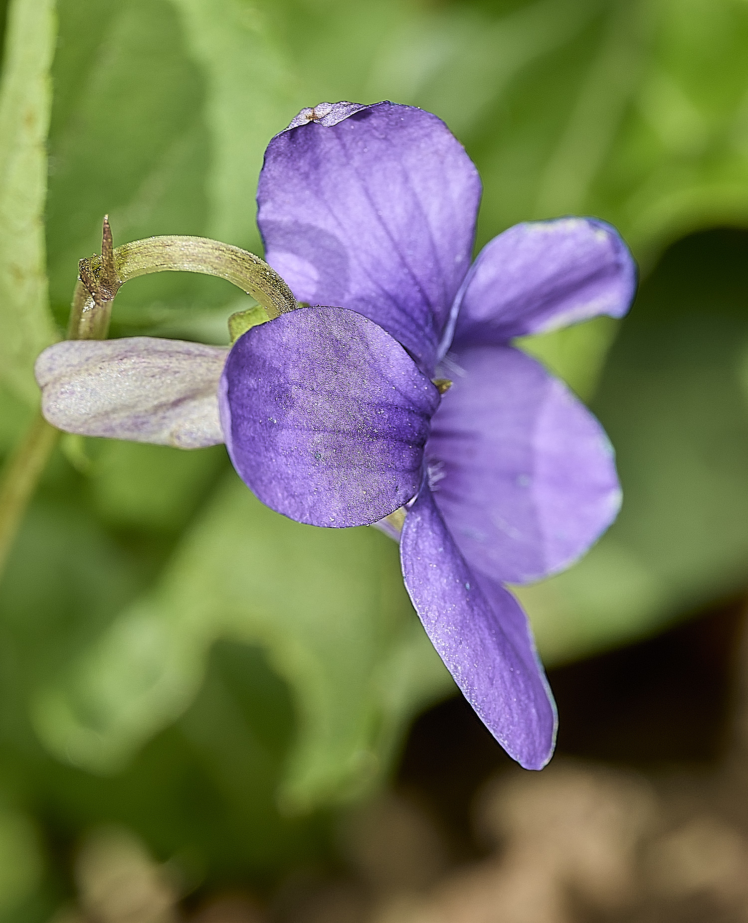 GuestwickCommonDogViolet010526-2