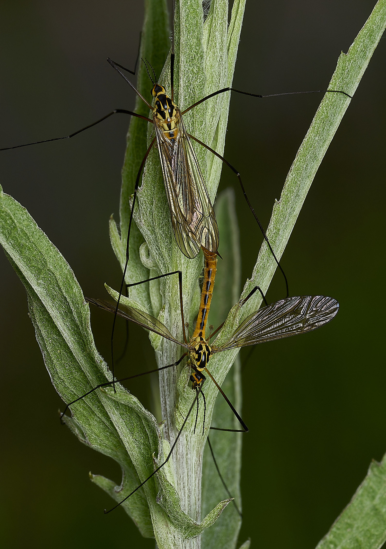 GuestwickCraneFly090626-1