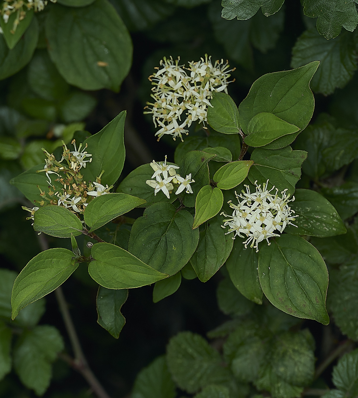 GuestwickDogwood090626-1