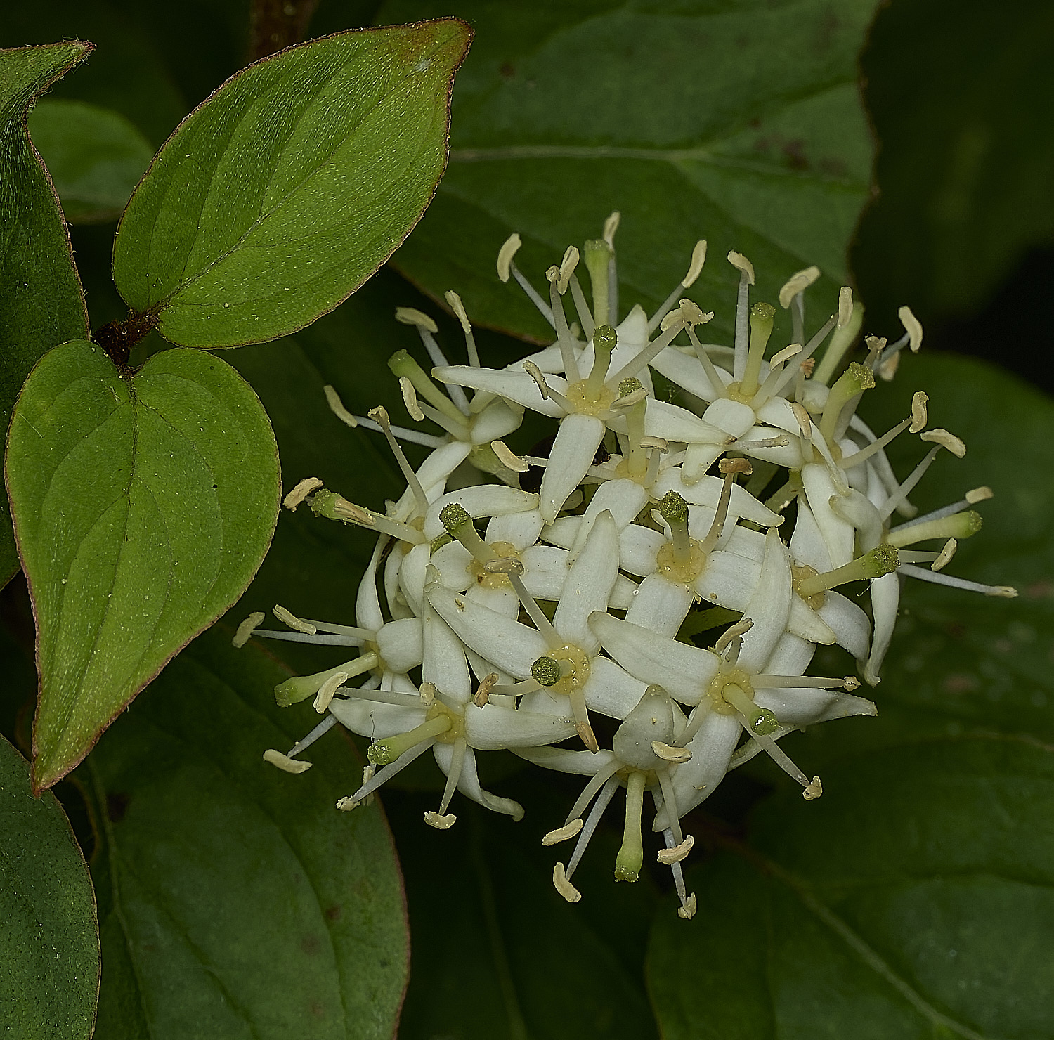 GuestwickDogwood090626-3