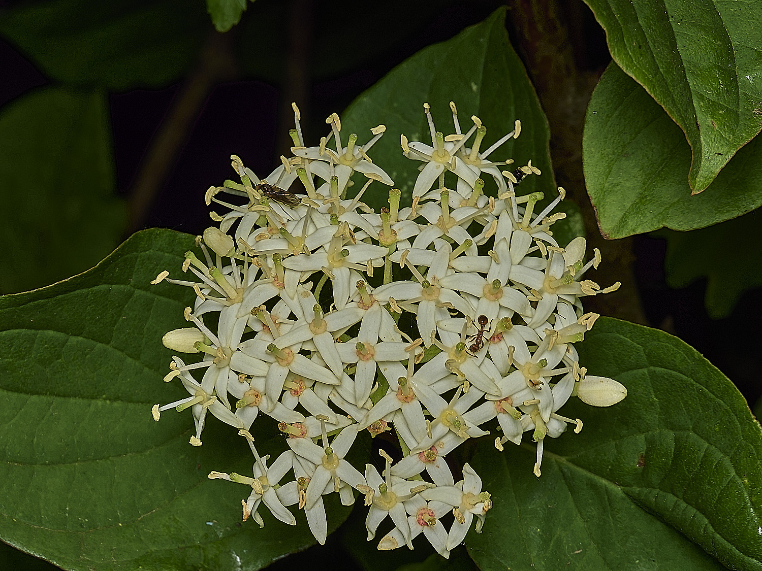 GuestwickDogwood090626-4
