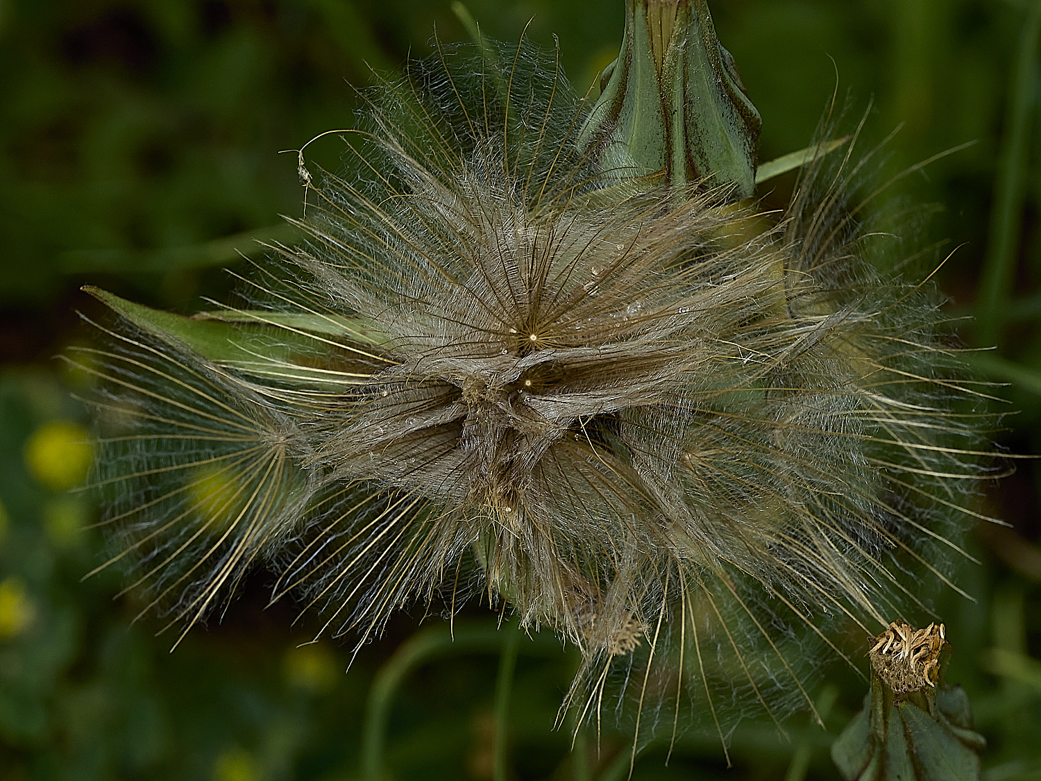 GuestwickGoat&#39;sBeard090626-1