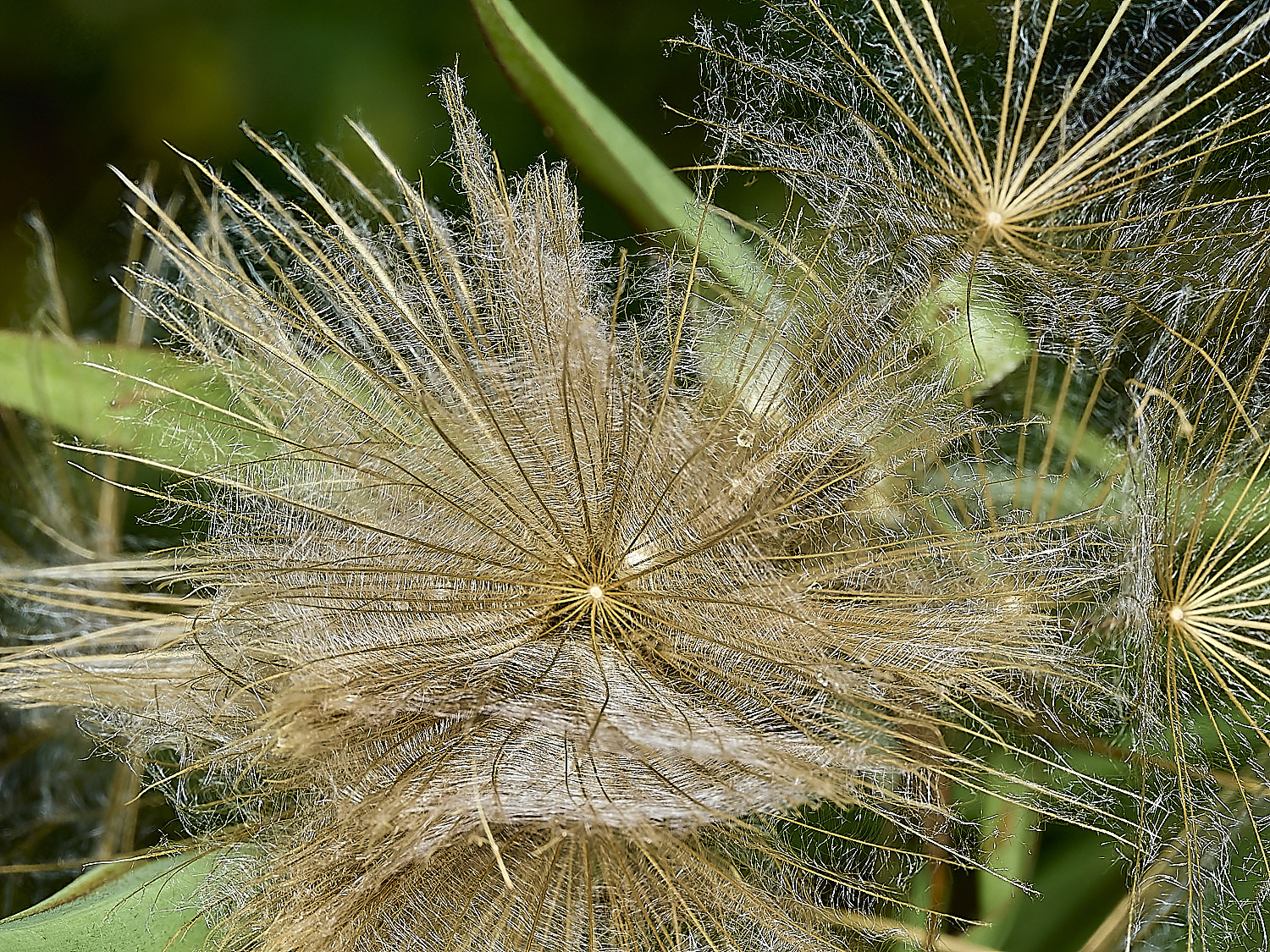 GuestwickGoat&#39;sBeard090626-11