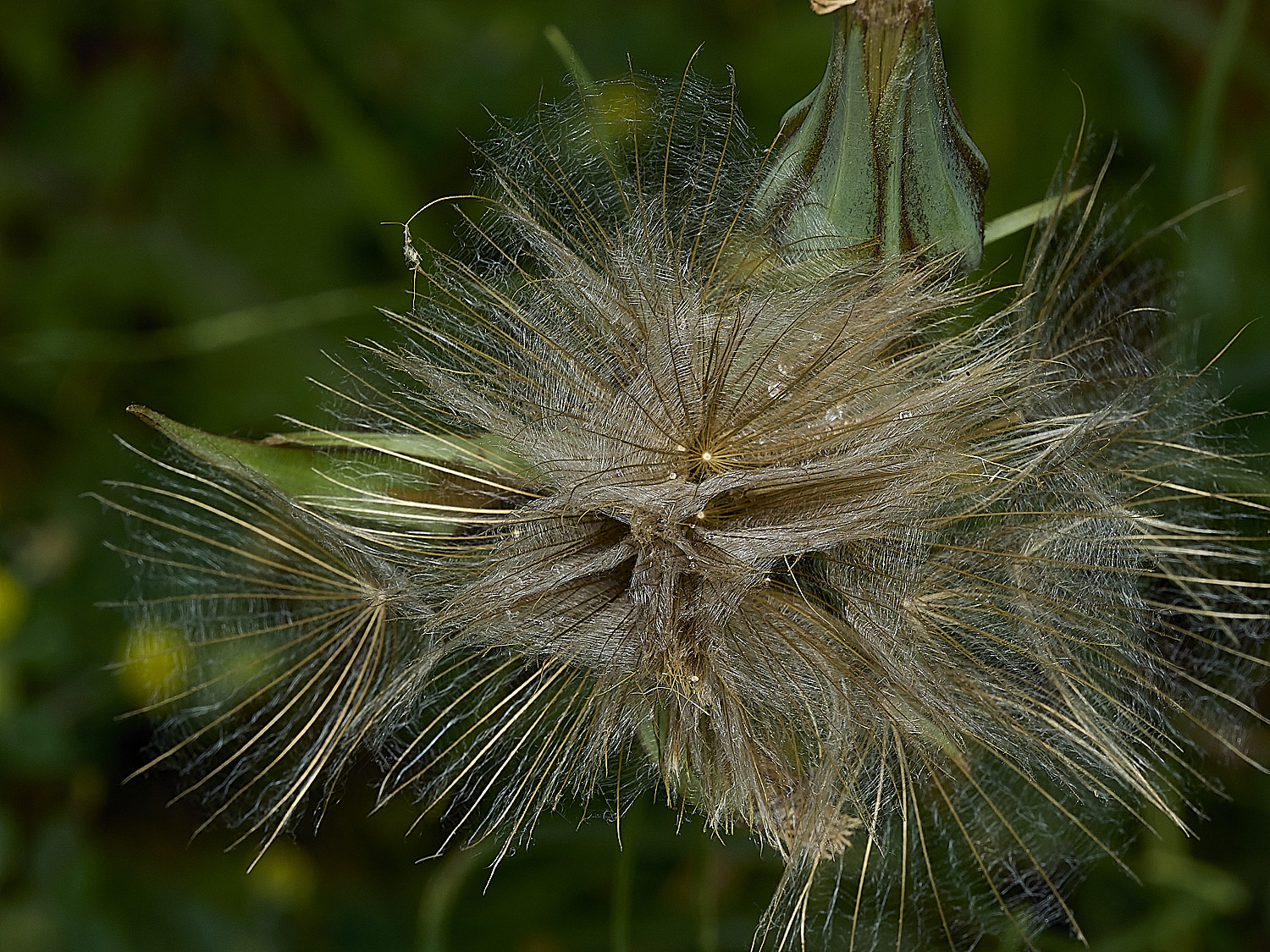 GuestwickGoat&#39;sBeard090626-2