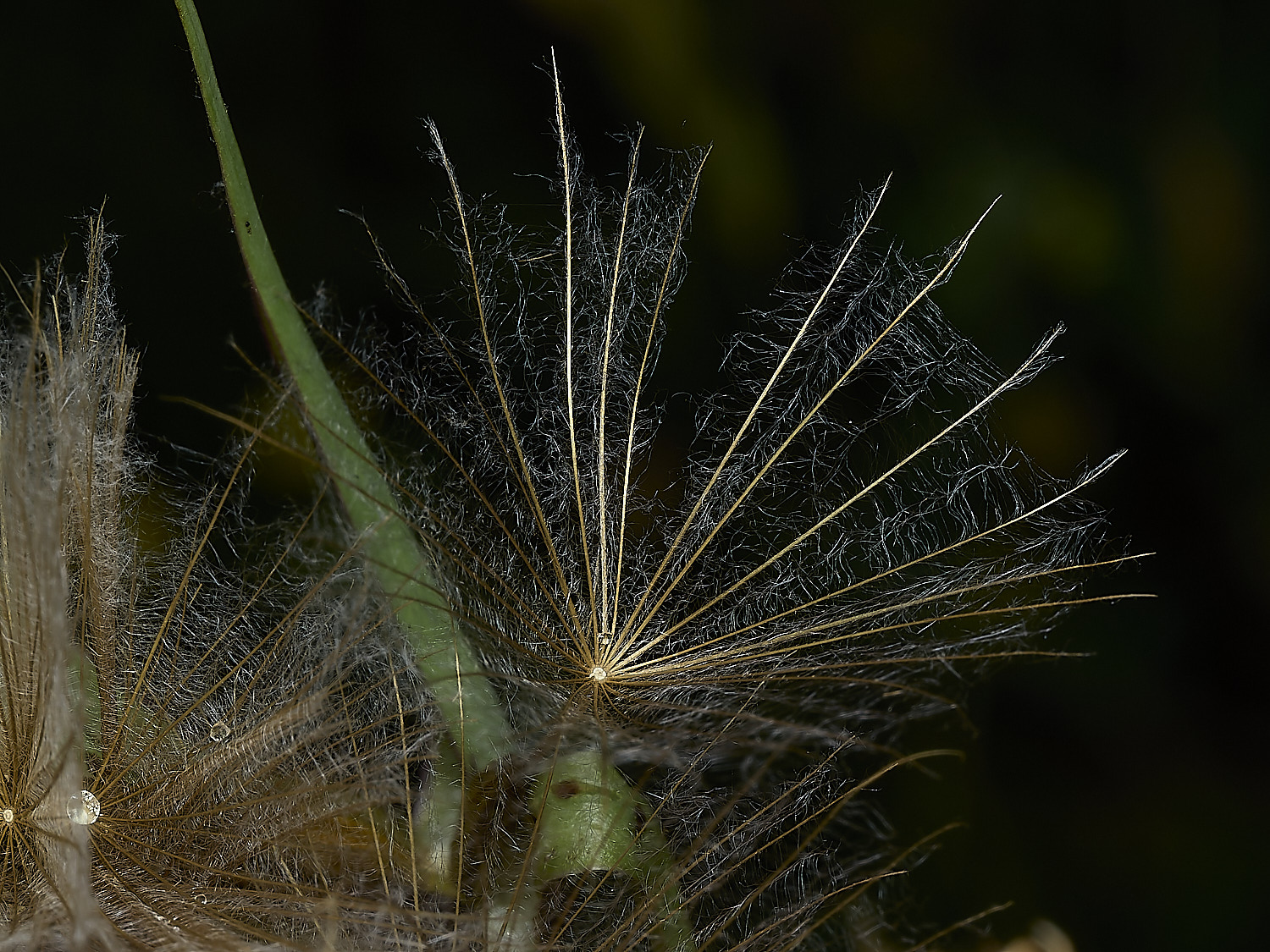 GuestwickGoat&#39;sBeard090626-8