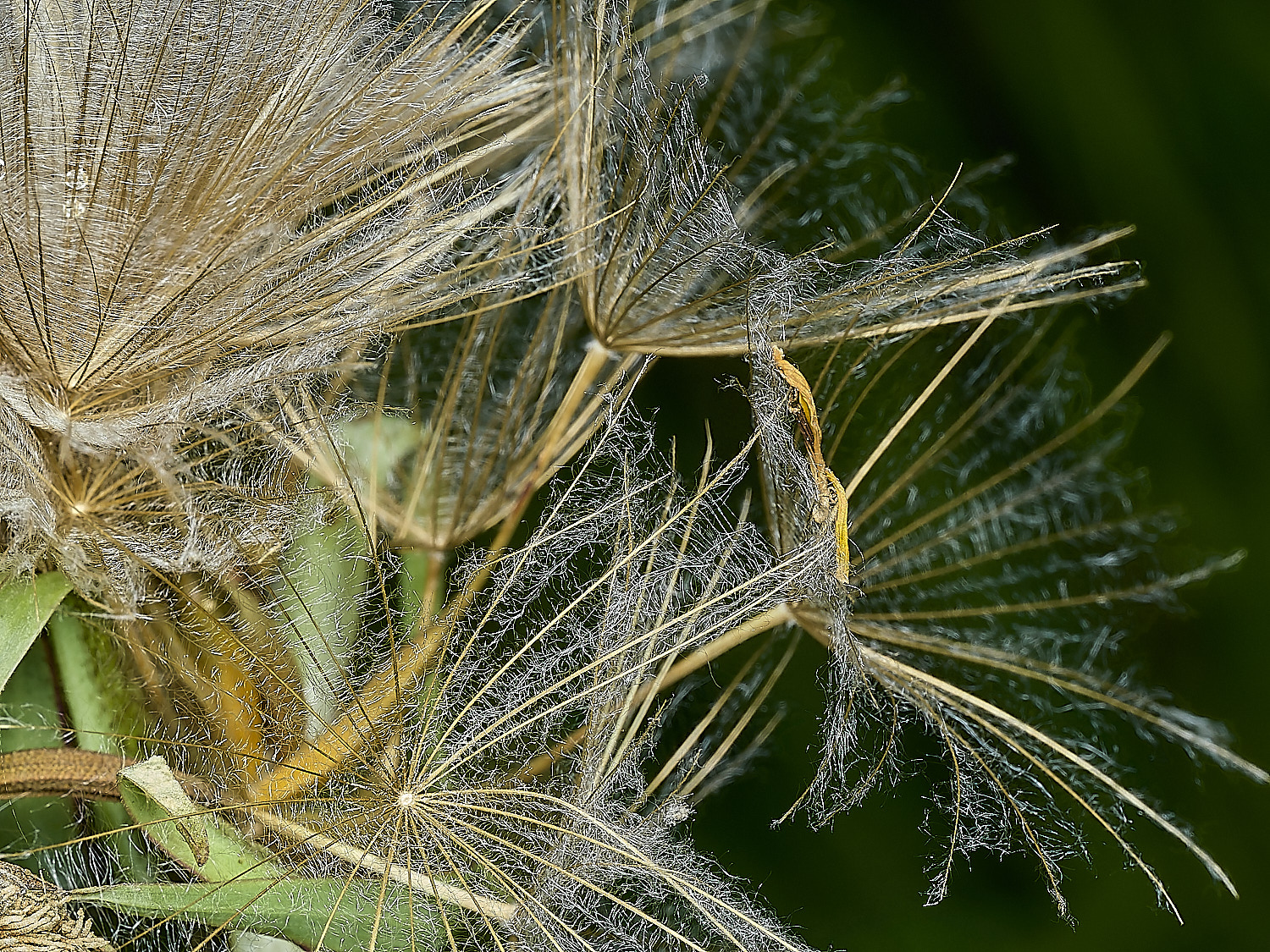 GuestwickGoat&#39;sBeard090626-9
