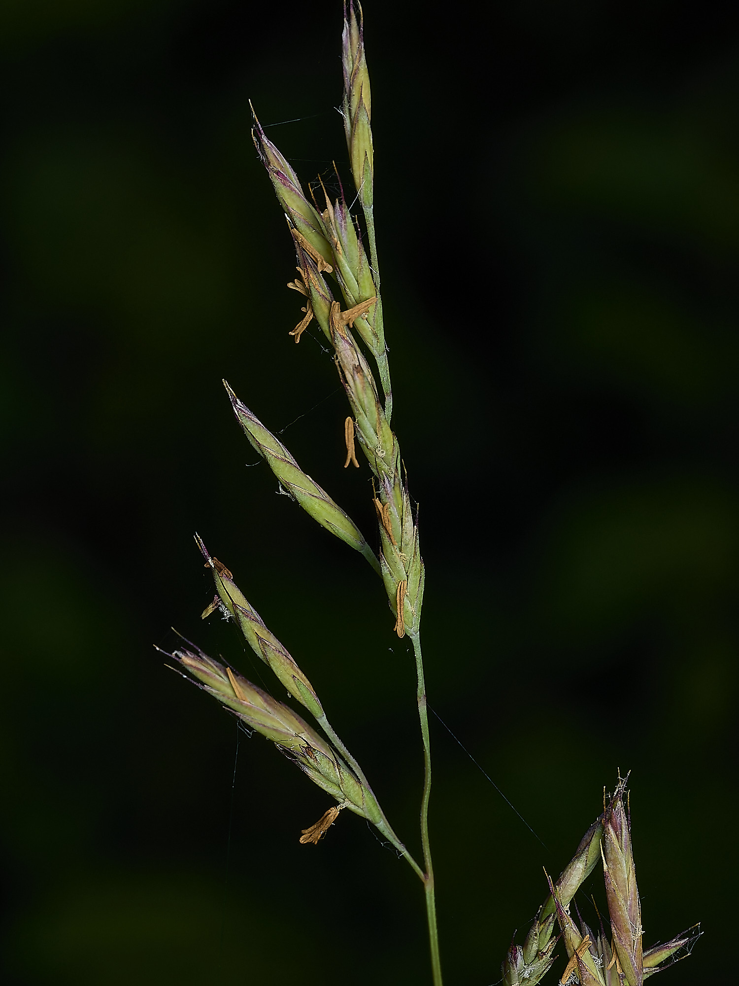 GuestwickGrass090626-1