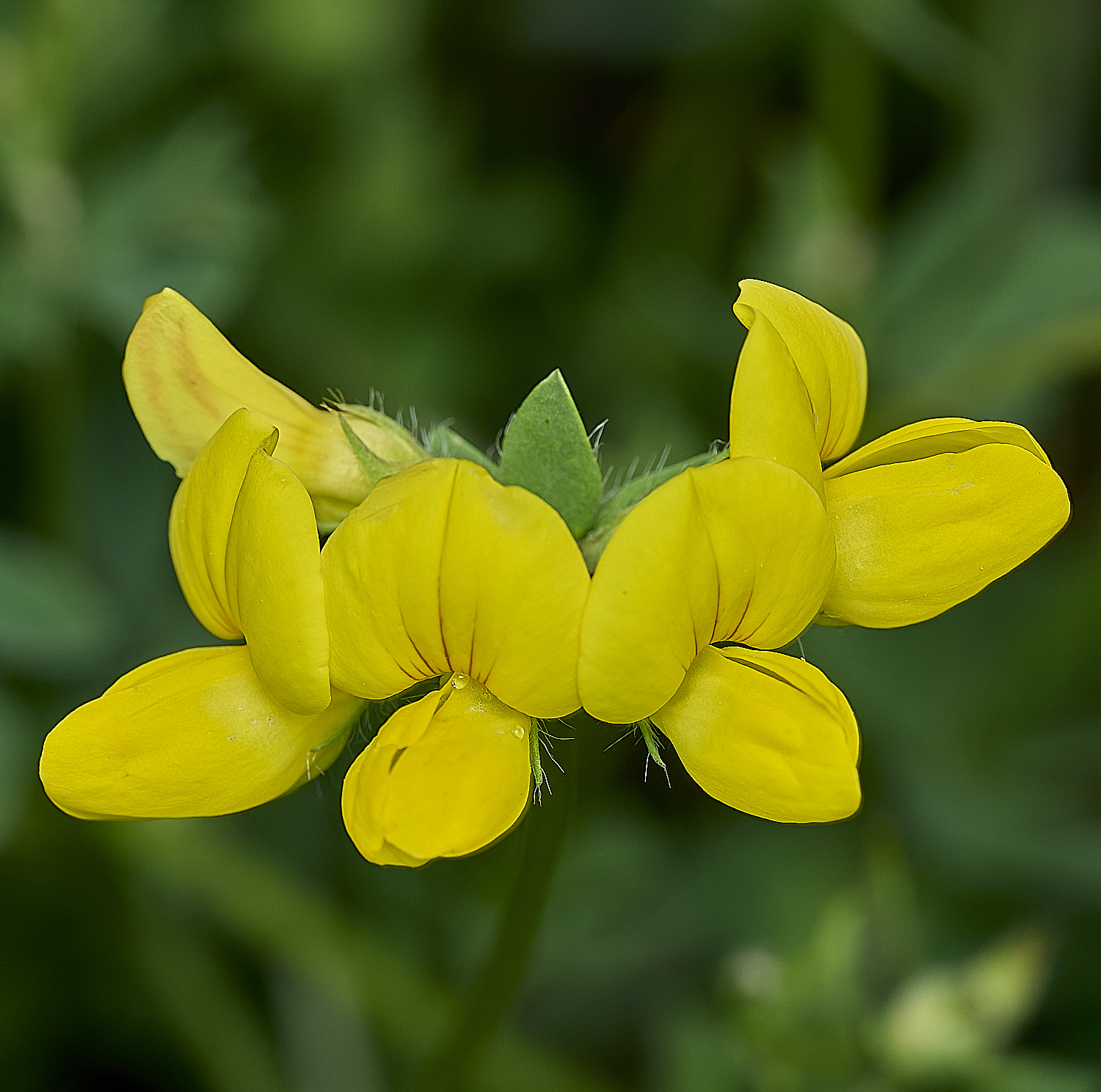GuestwickLotus090626-2