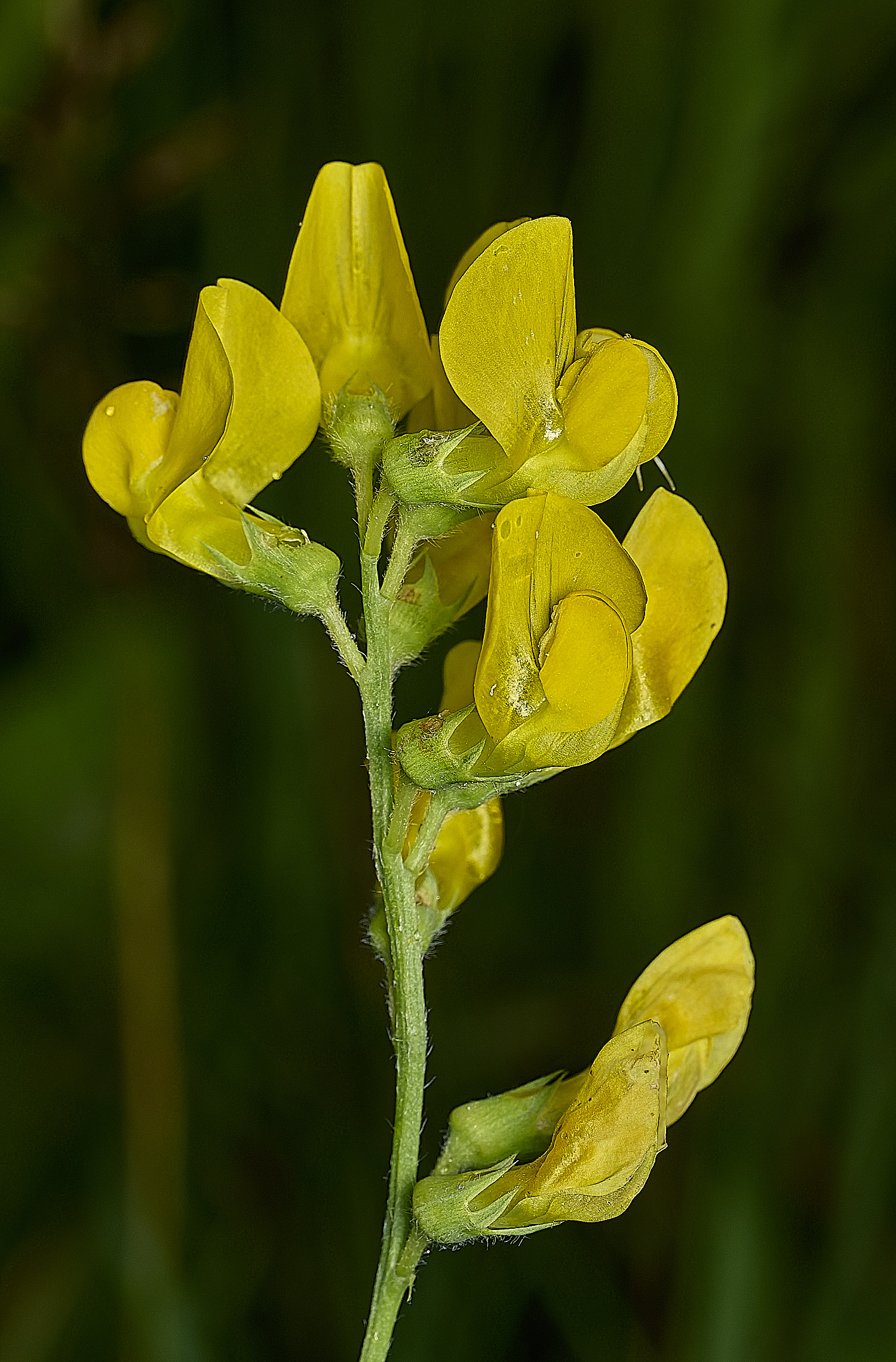 GuestwickMeadowVetchling090626-1