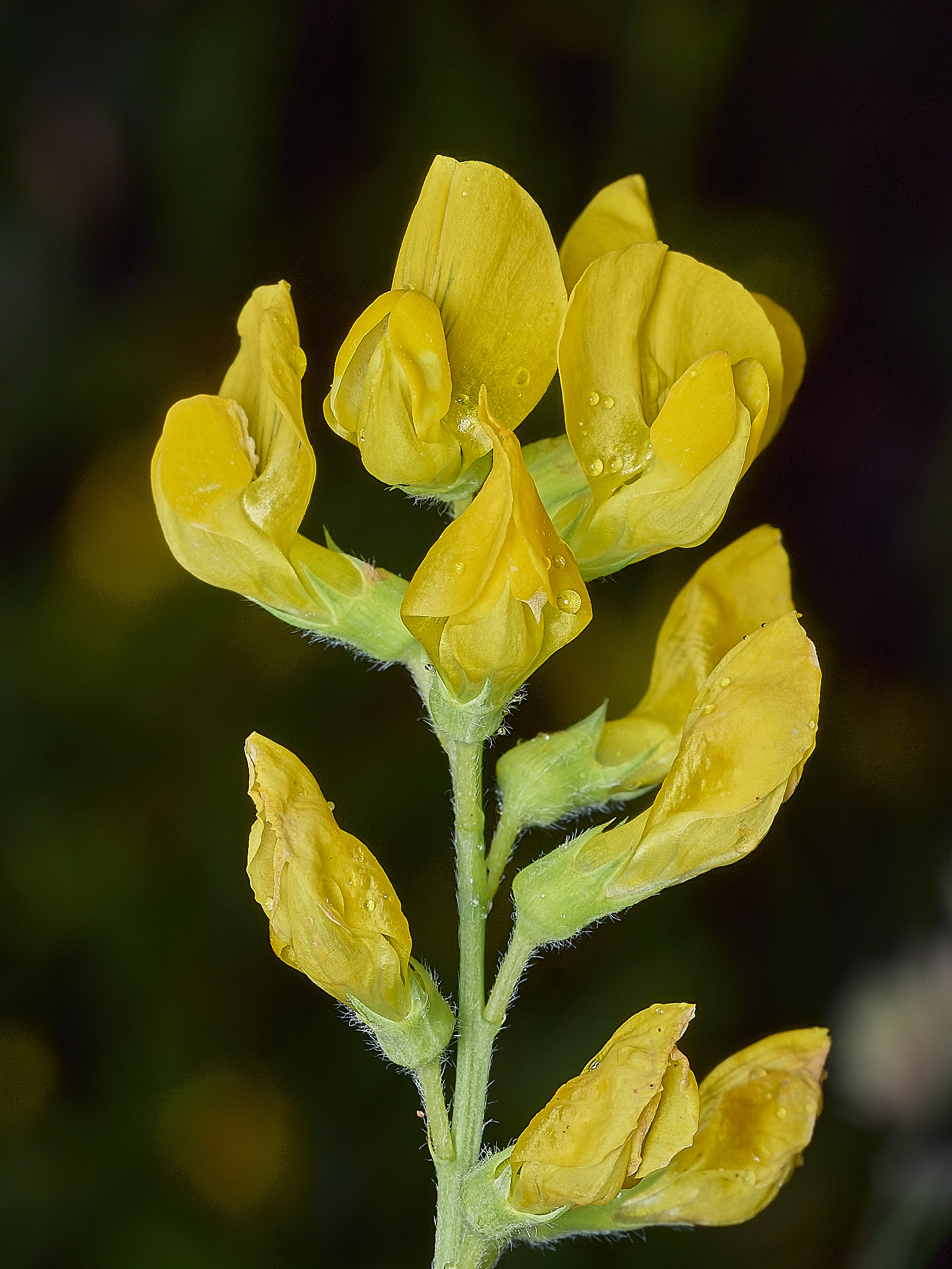GuestwickMeadowVetchling090626-3