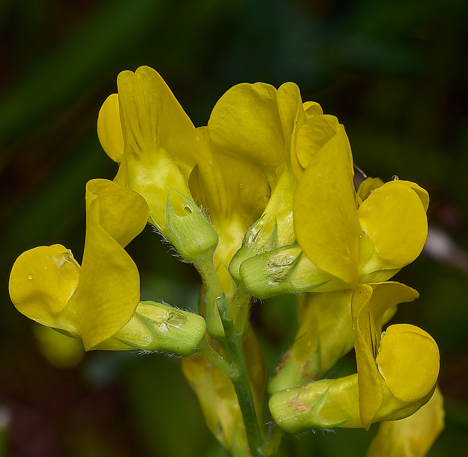 GuestwickMeadowVetchling090626-5