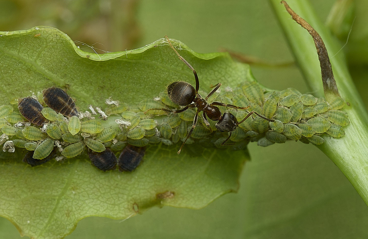 GuestwickOakAphid090626-2