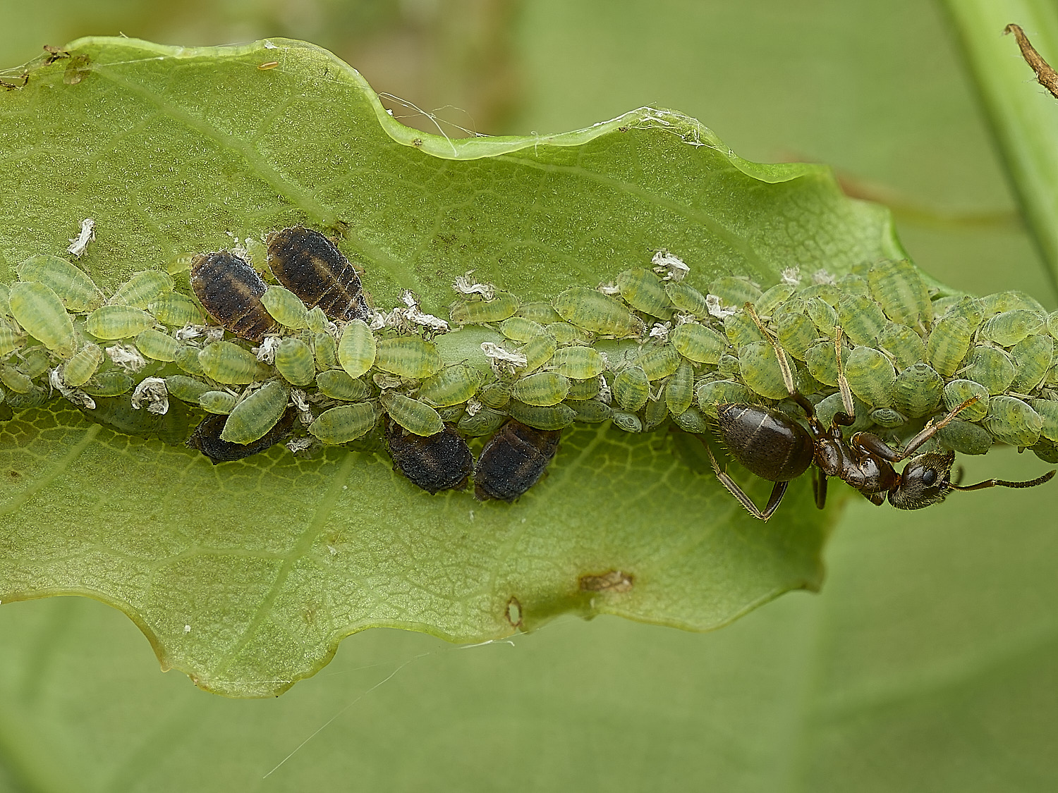 GuestwickOakAphid090626-4