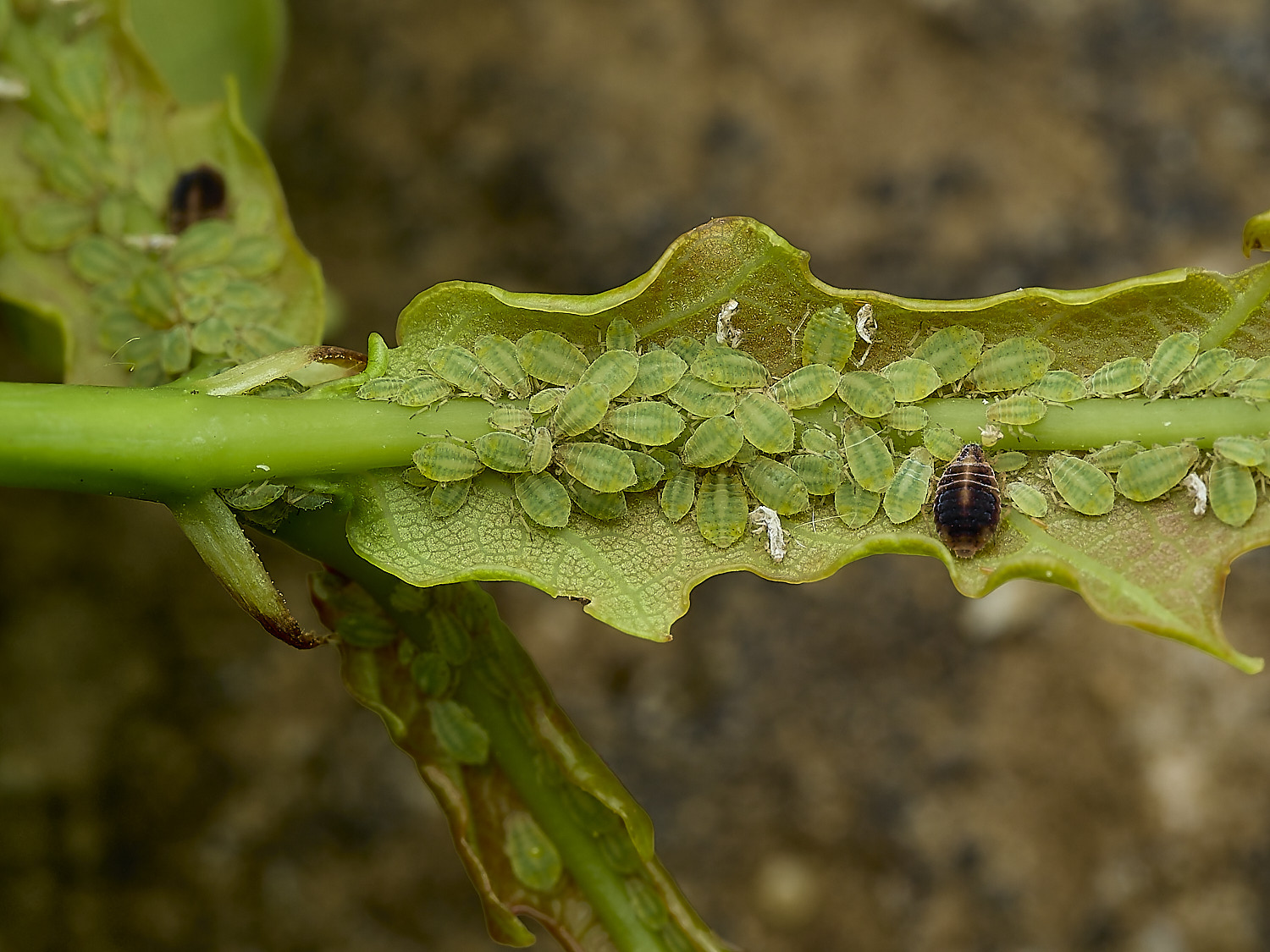 GuestwickOakAphid090626-5