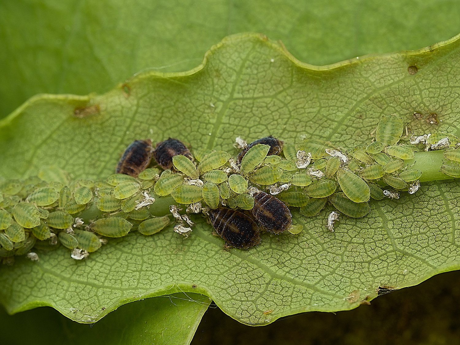 GuestwickOakAphid090626-7