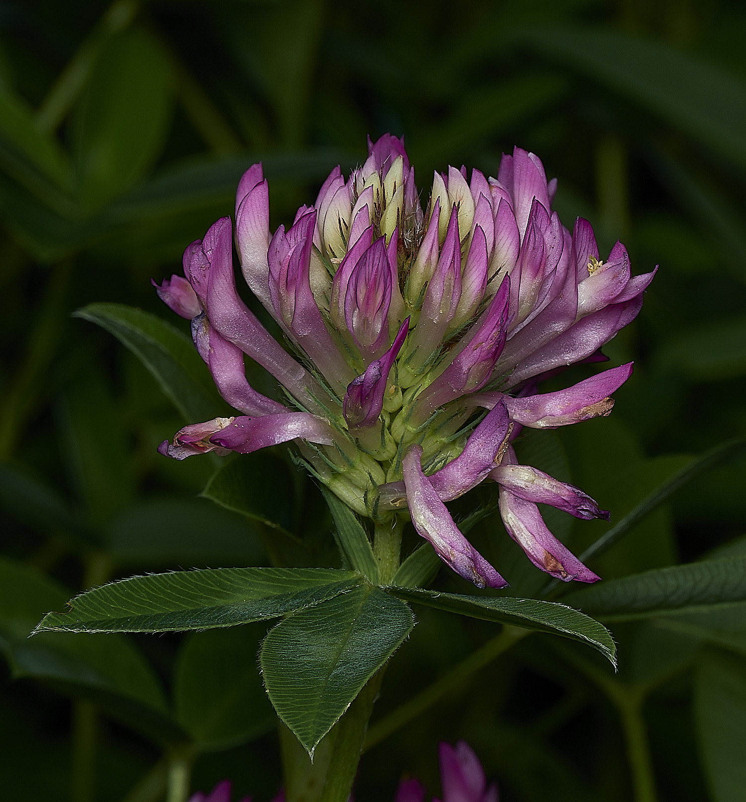 GuestwickRedClover090626-1