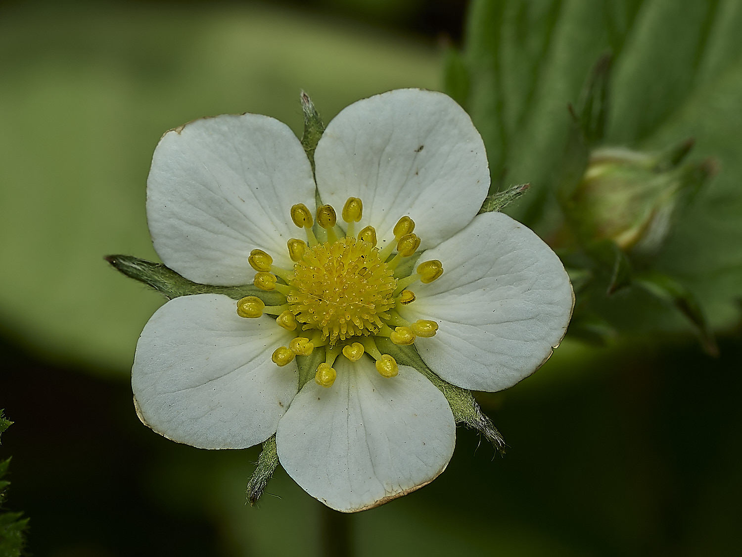 GuestwickWildStrawberry010526-1
