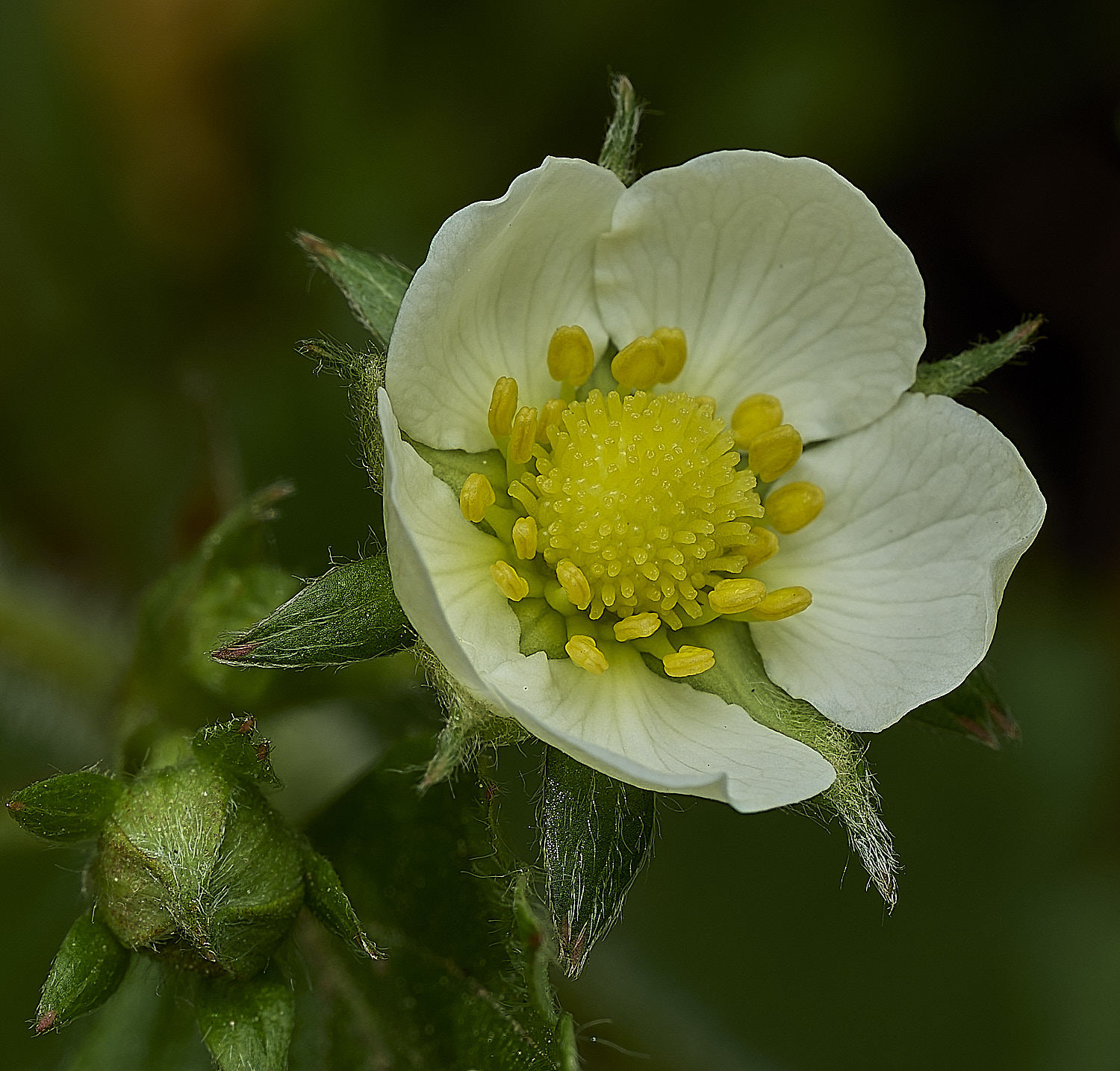 GuestwickWildStrawberry010526-3