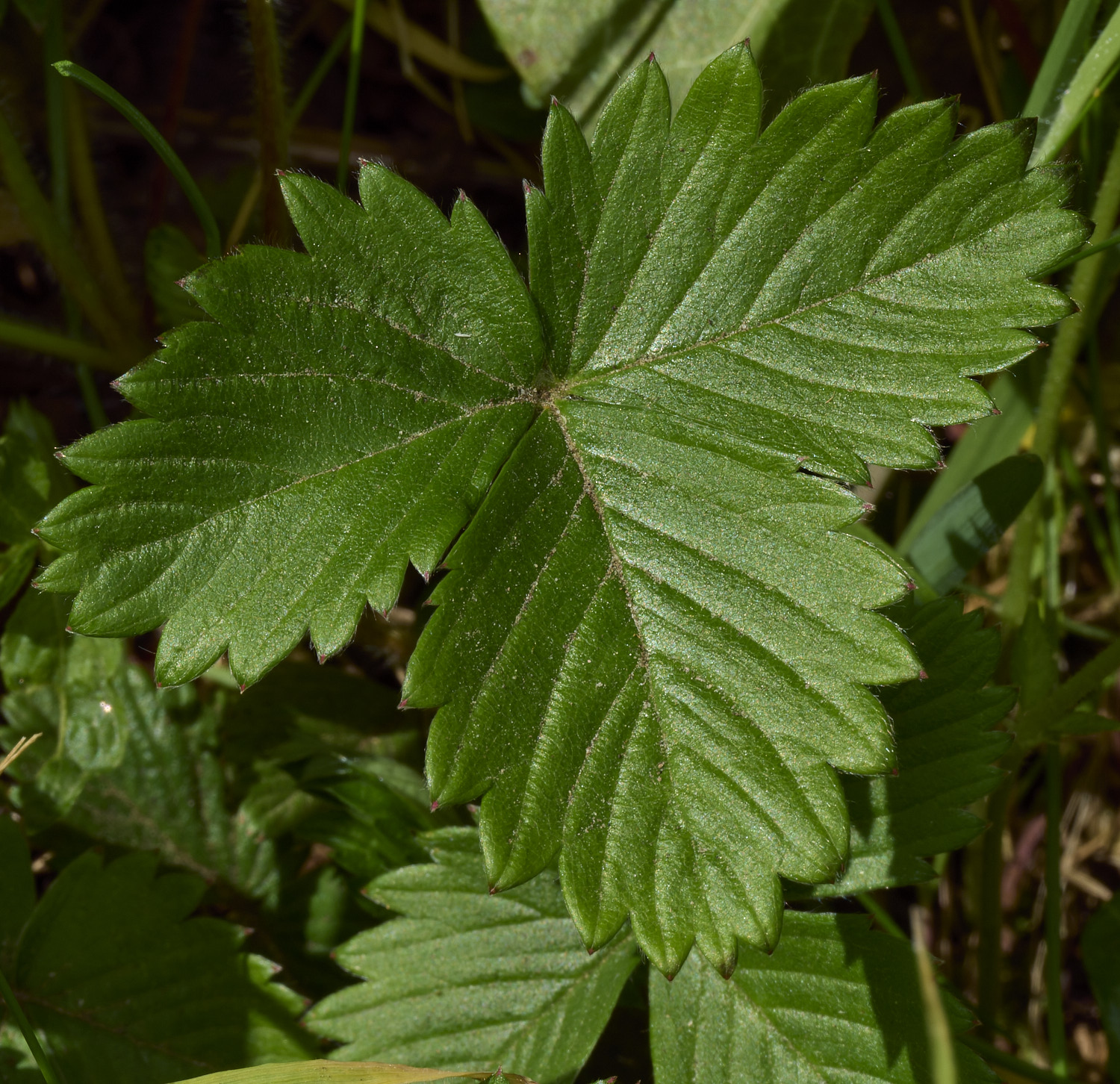 GuestwickWildStrawberry010526-4