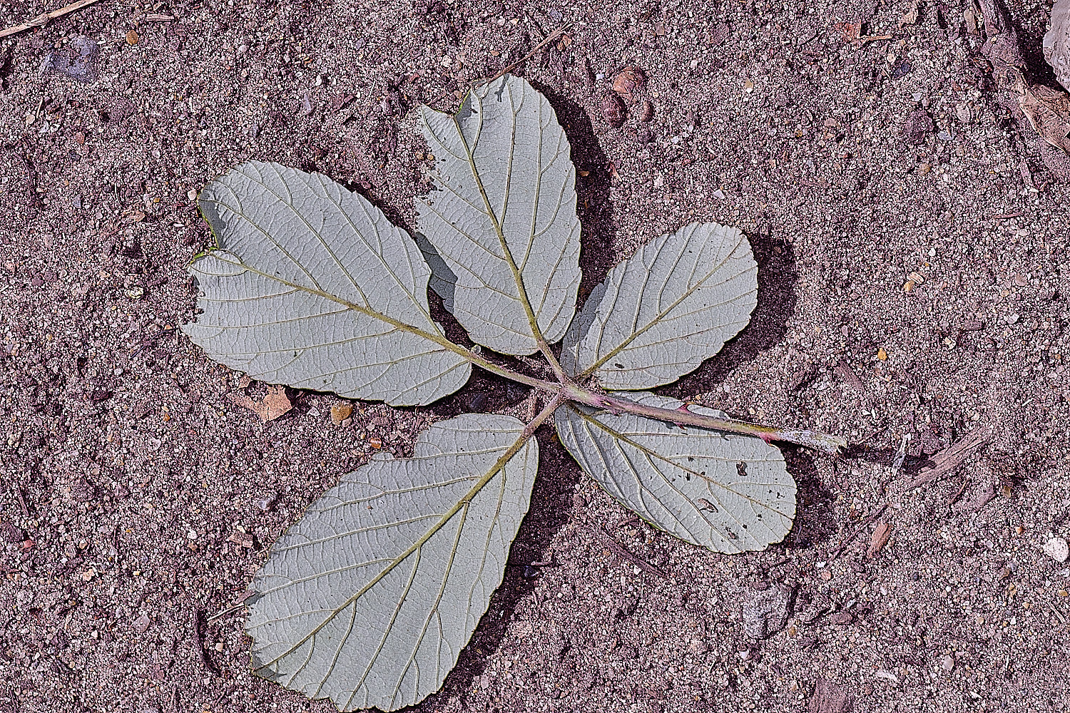 Hanworth1LeafAbaxial240627-1