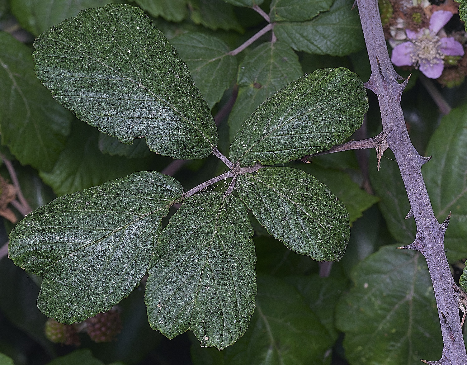 Hanworth1LeafAdaxial240627-1