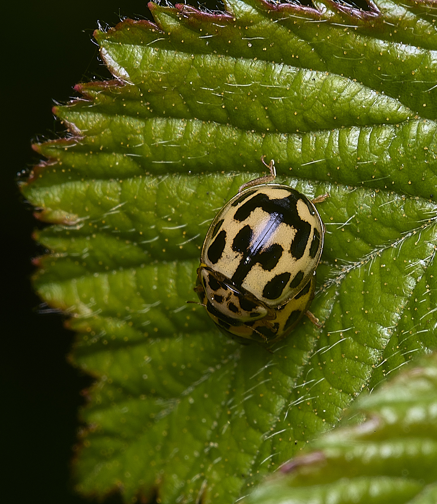 Hanworth24Spot090526-1